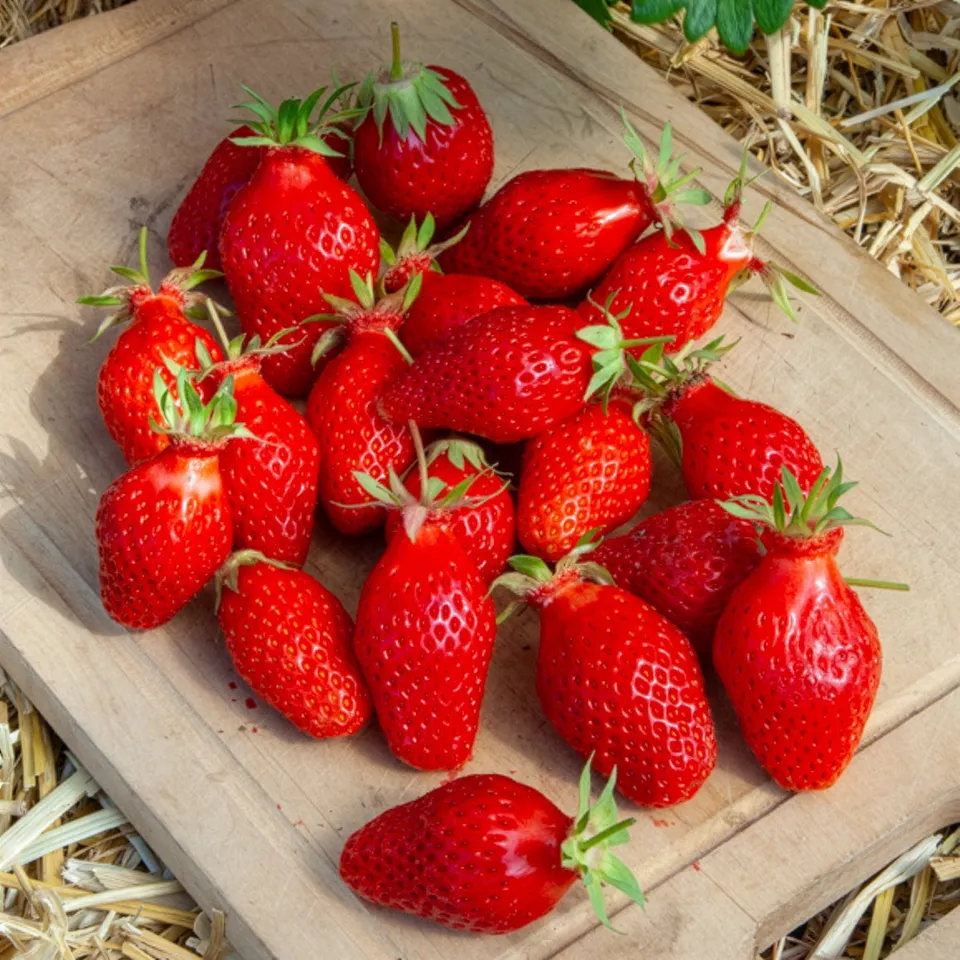 Bakker Fraisiers Gariguette non remontants paquet 20 racines nues