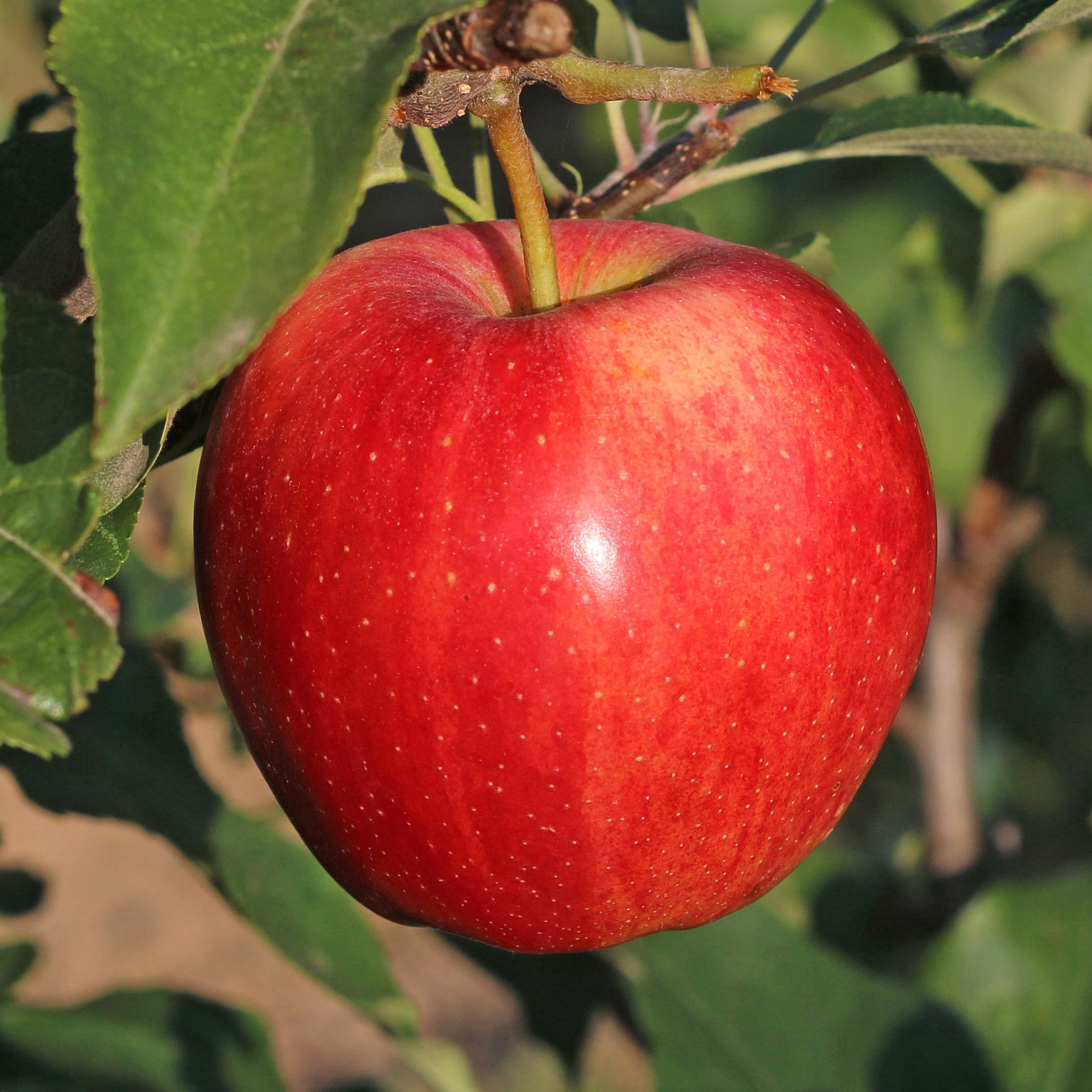 Bakker Pommier Gala fruitier racine nue 80-100cm pomme