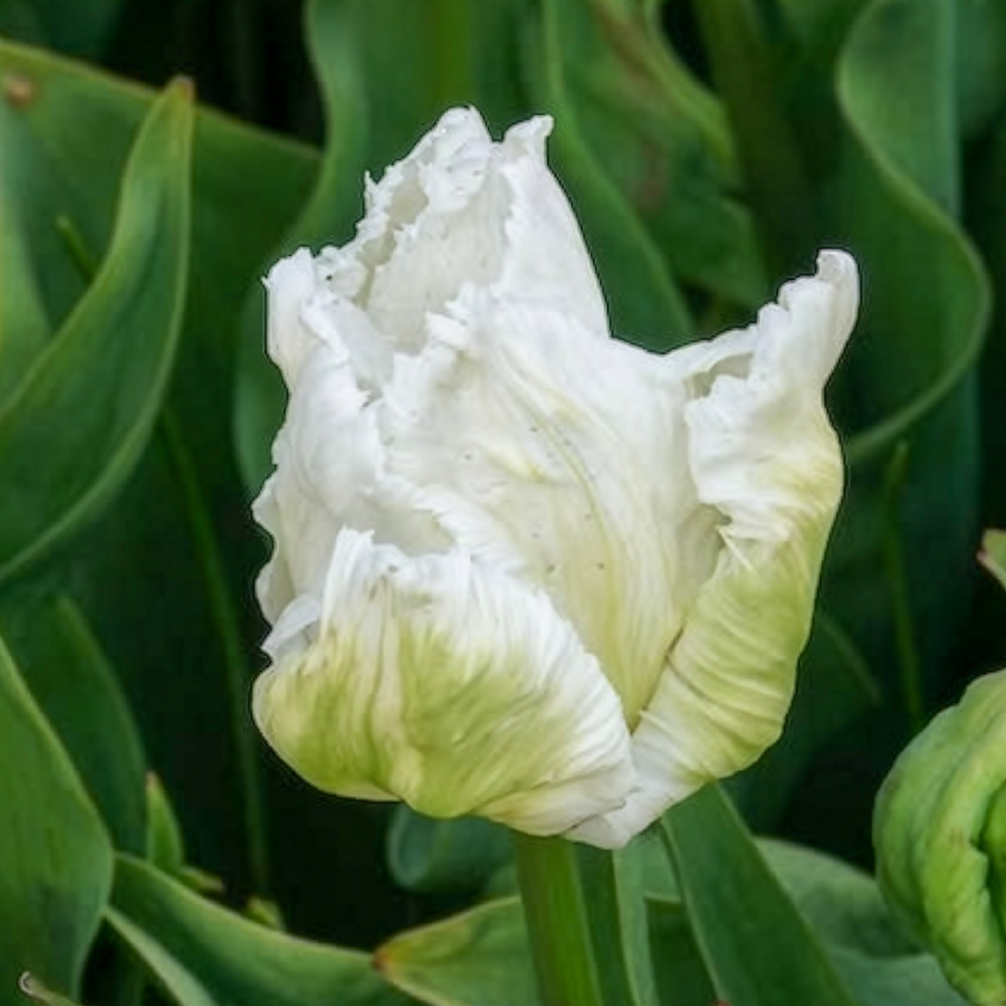Bakker White Parrot tulipe perroquet blanche 7 bulbes 12cm