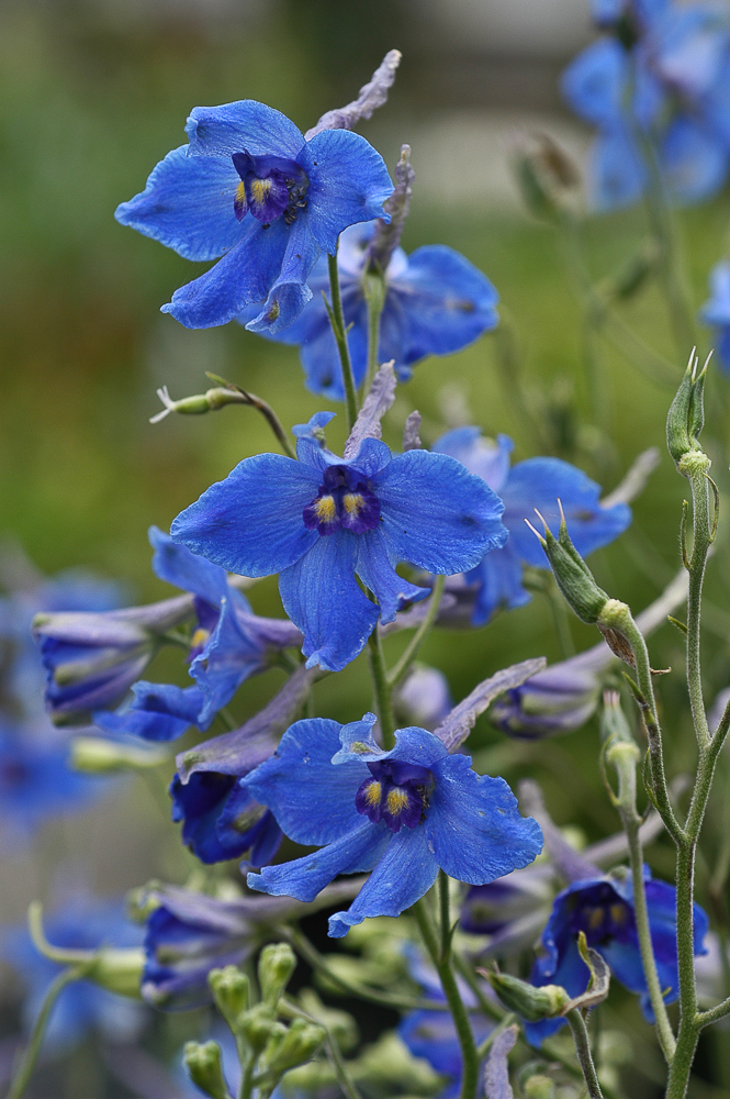 Delphinium belladonna Volkerfrieden pied alouette pot 1L bleu