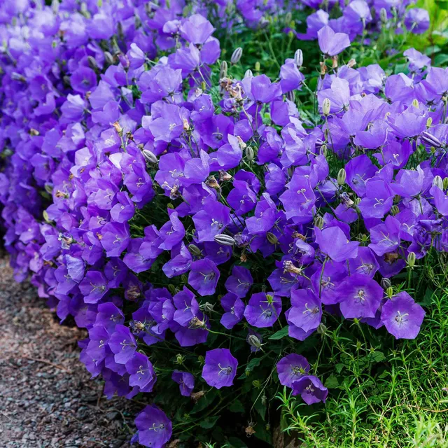 Bakker Vivaces Campanule des Carpates plante pot 9cm violette