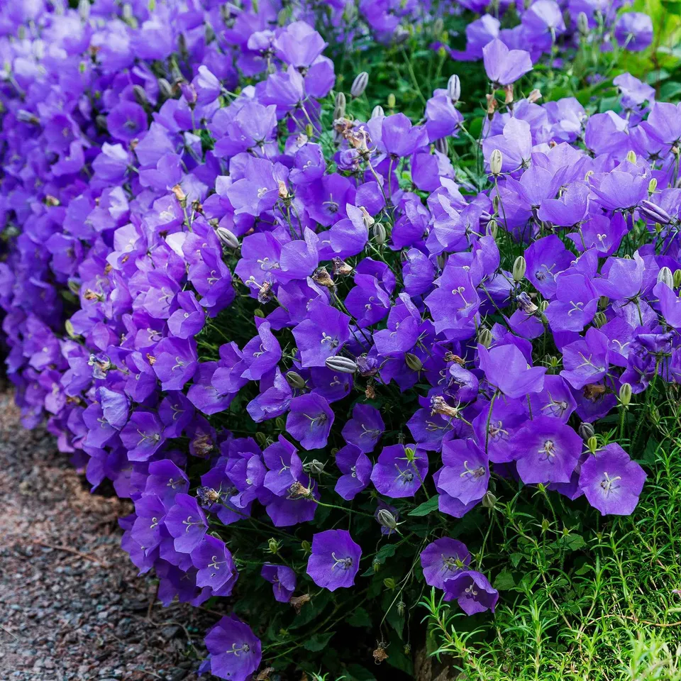 Bakker Vivaces Campanule des Carpates plante pot 9cm violette