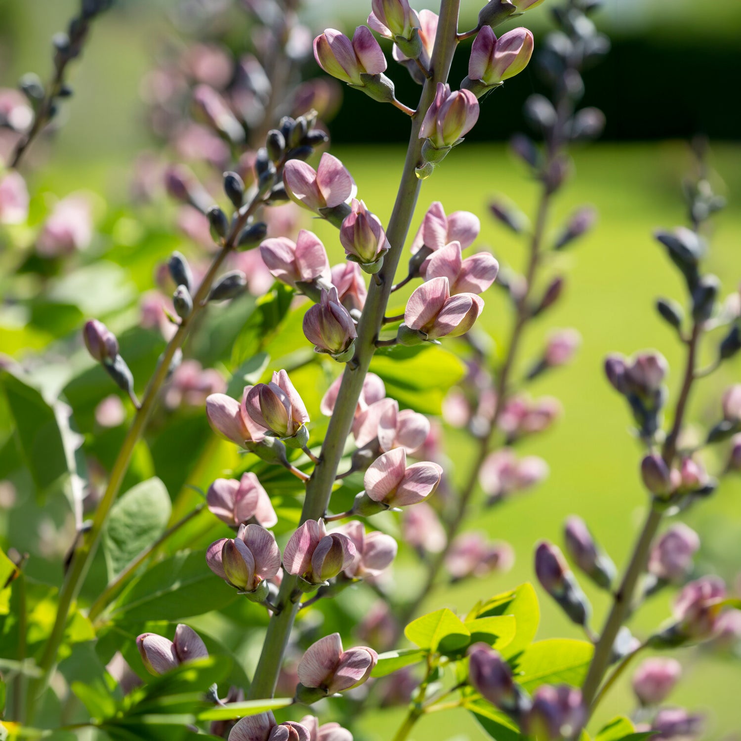 Bakker Baptisia Pink Truffles pot Ø9cm rose