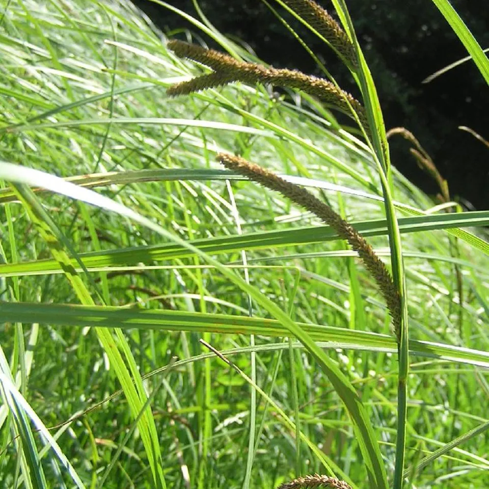 Bakker Carex laîche des marais graminée humide pot 8cm