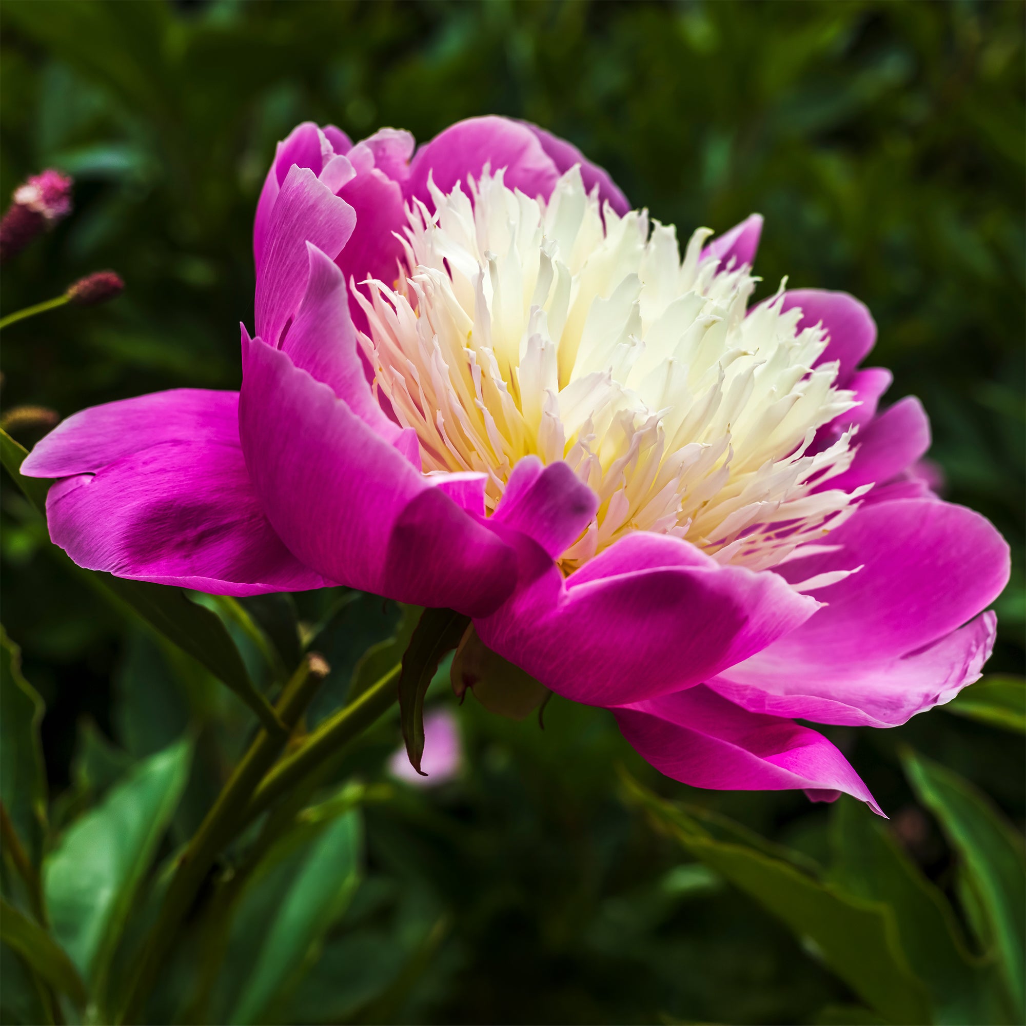 Bakker Pivoine Fantastic plante vivace racine nue fleurs roses