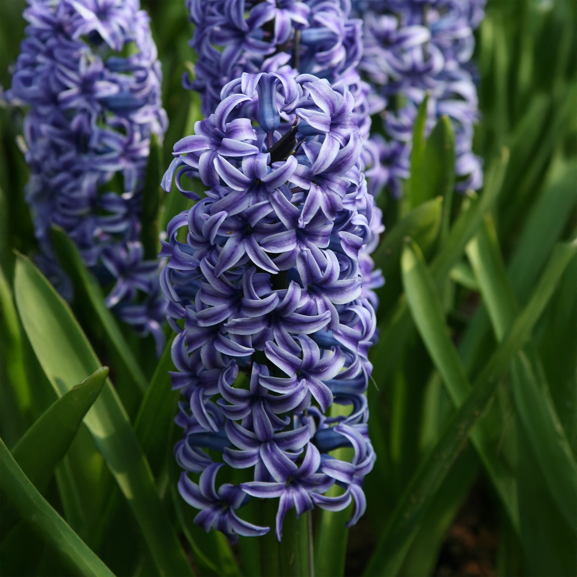 Bakker Bulbes à fleurs Jacinthe Blue Jacket sachet 3 bulbes bleus