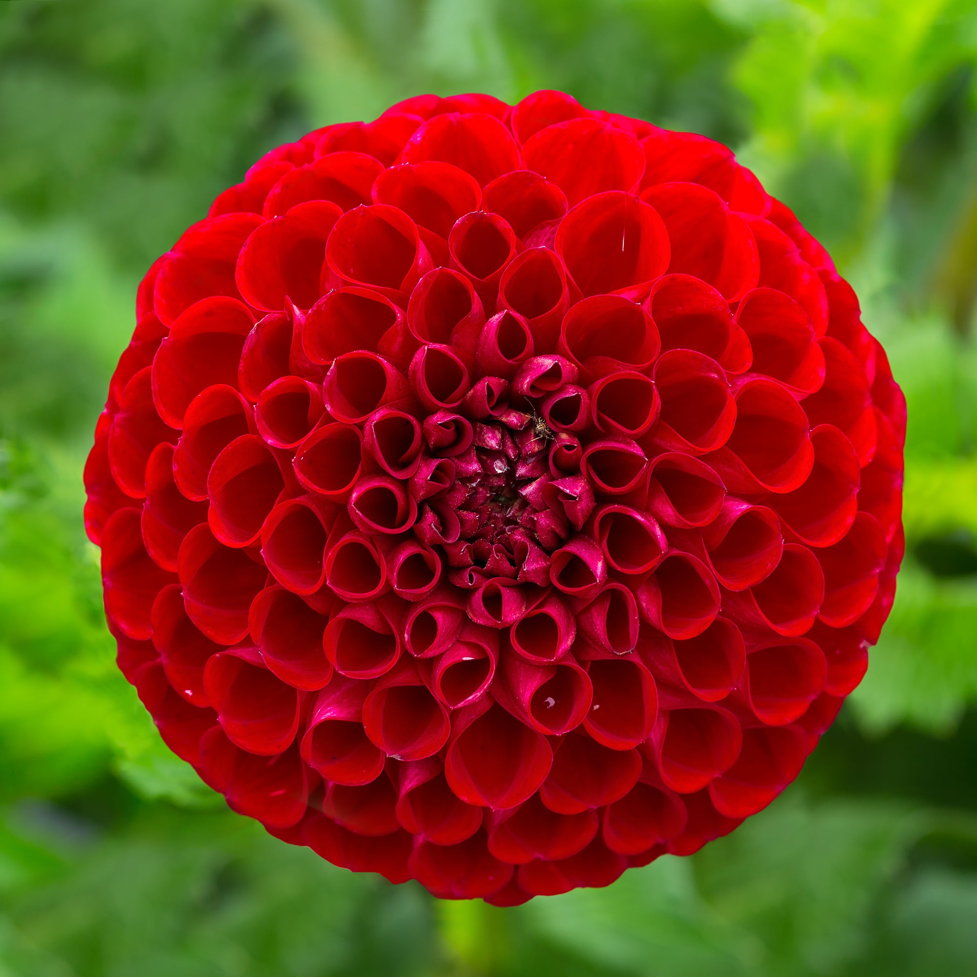 Bakker Cornel dahlia Ball bulbe I rouge 110cm