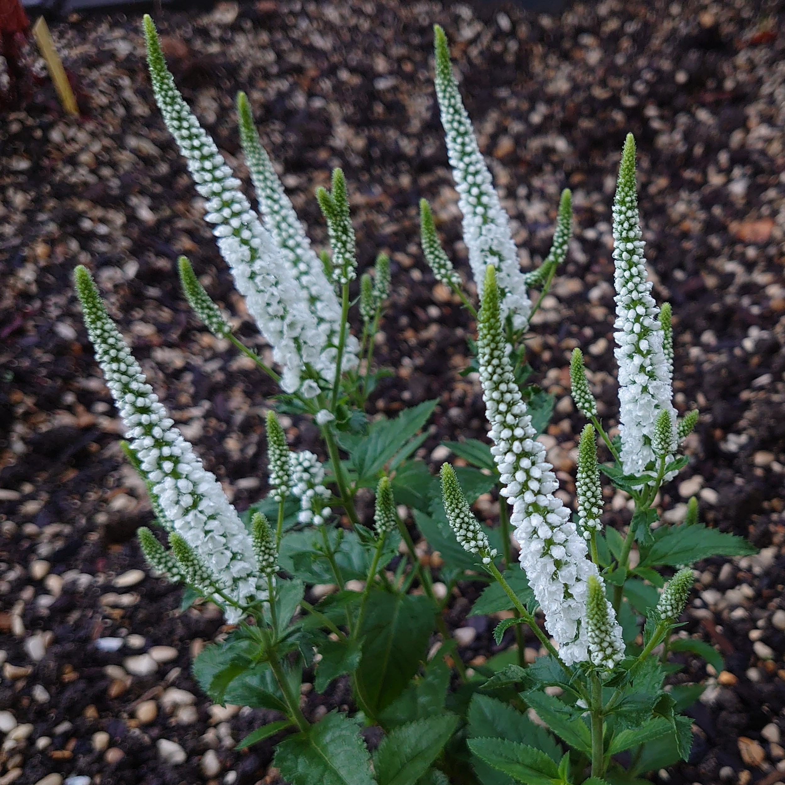 Passion Vivaces Veronica spicata Snow Candle véronique blanche godet