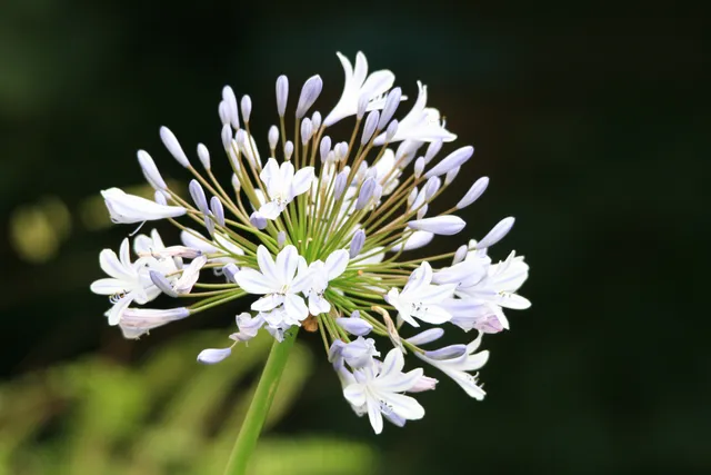 Passion Vivaces Agapanthus Windsor Grey agapanthe vivace grise