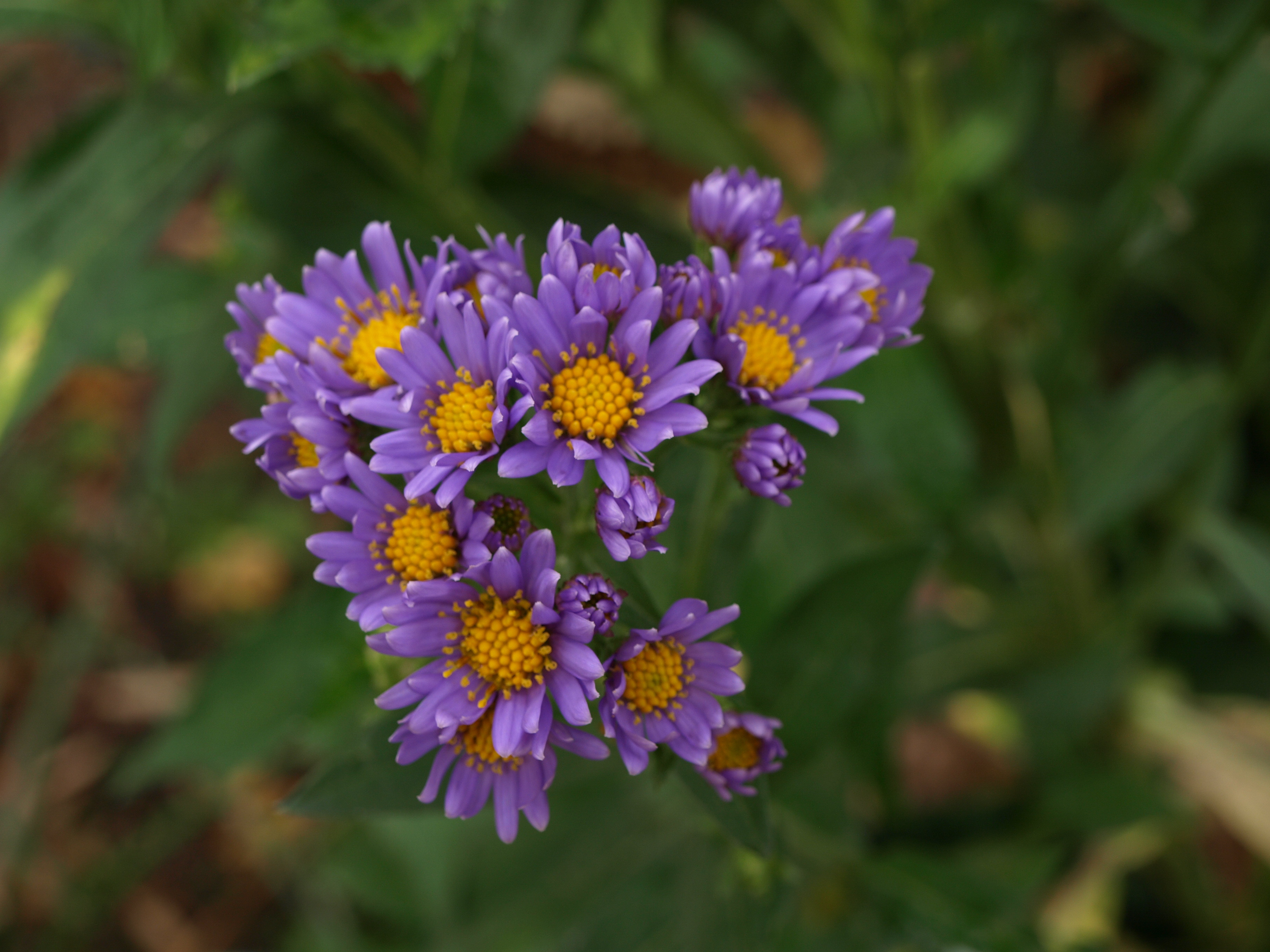 Passion Vivaces Aster tataricus Jindai vivace godet bleu rose