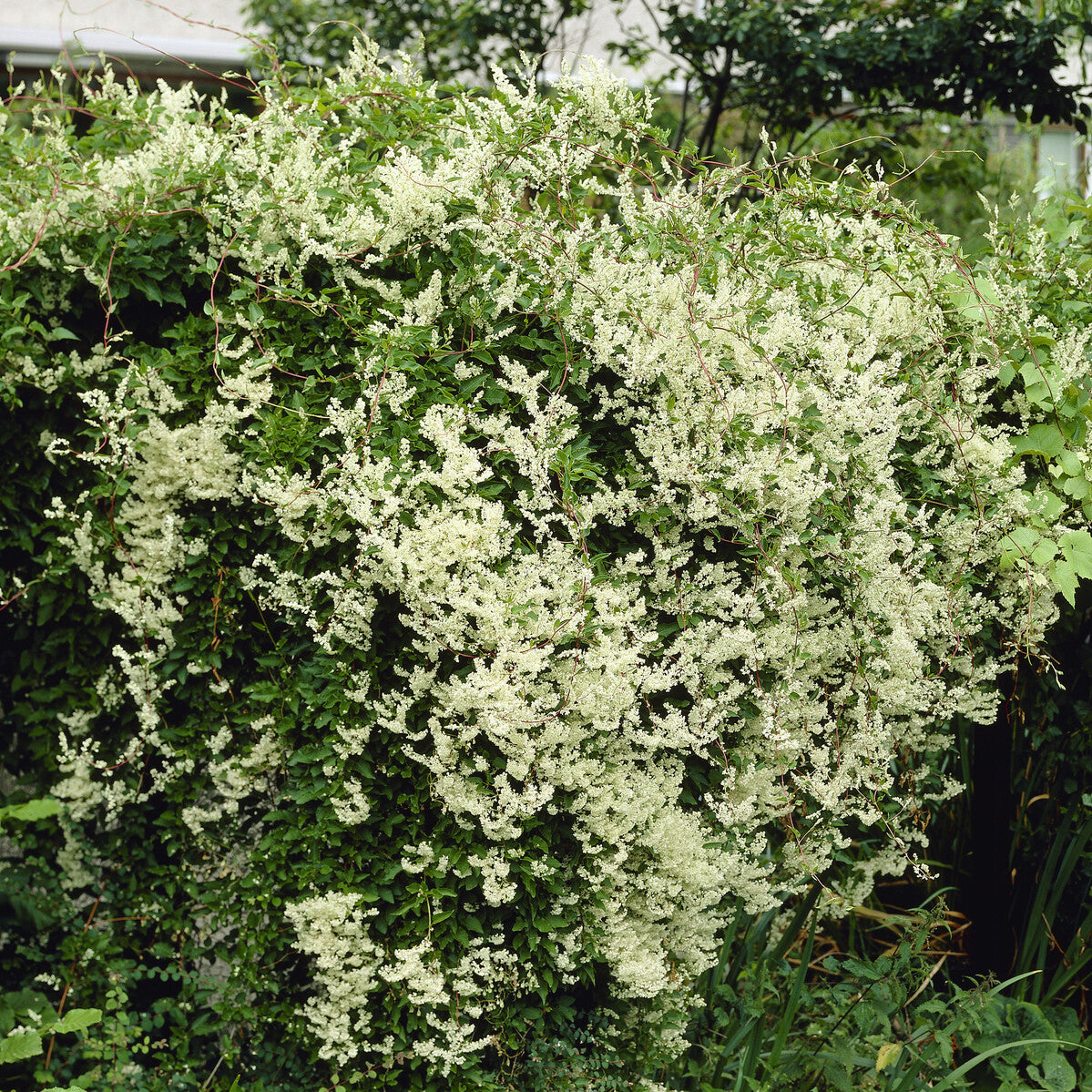 Bakker Renouée Aubert Fallopia plante grimpante pot 1,5L blanc