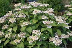 Les Hortensias du Haut Bois Tokado-yama hortensia macrophylla godet