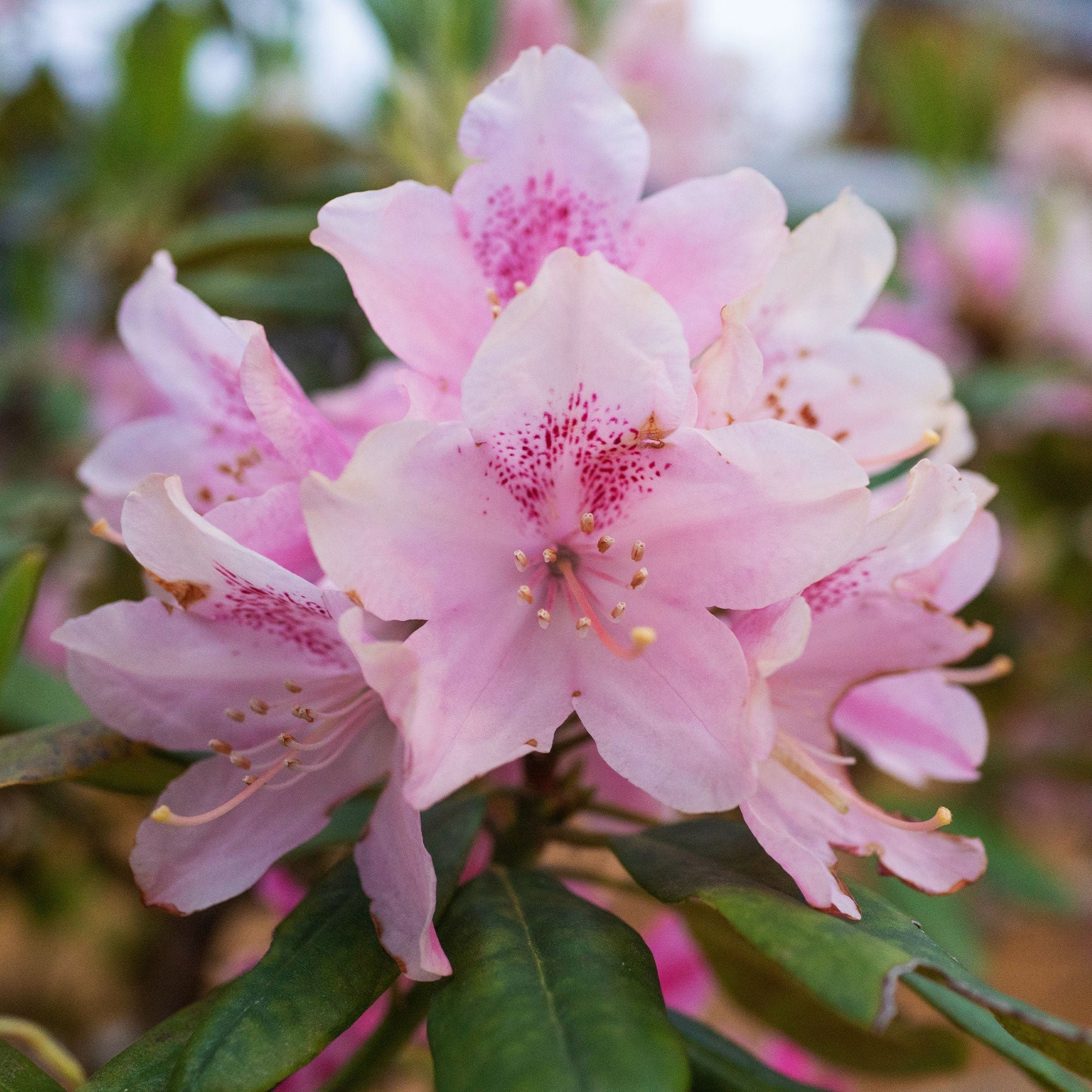 Bakker Rhododendron yak Doc arbuste pot 3L fleur rose 20-30cm