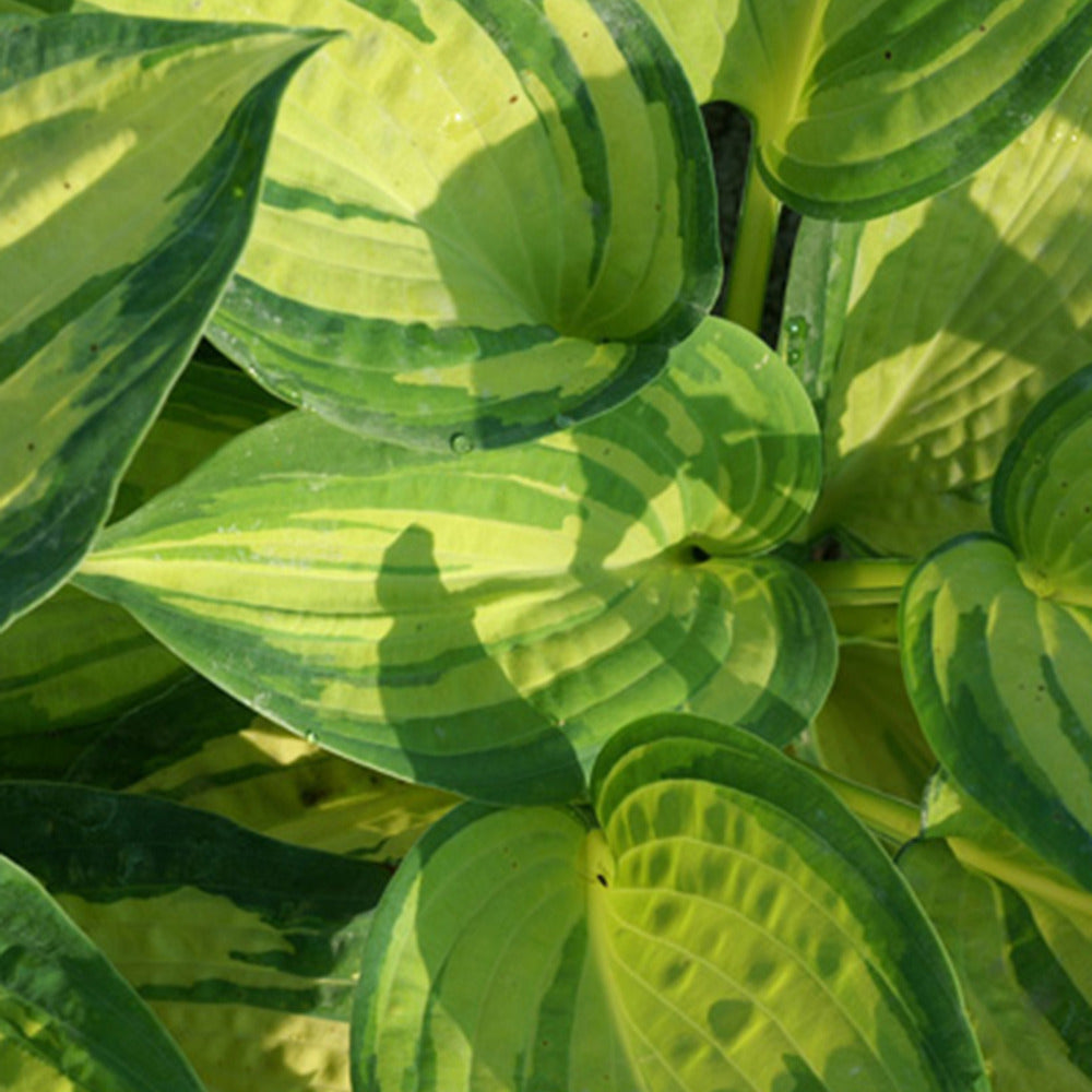 Bakker Hosta Great Expectations plante vivace pot 9cm ombre