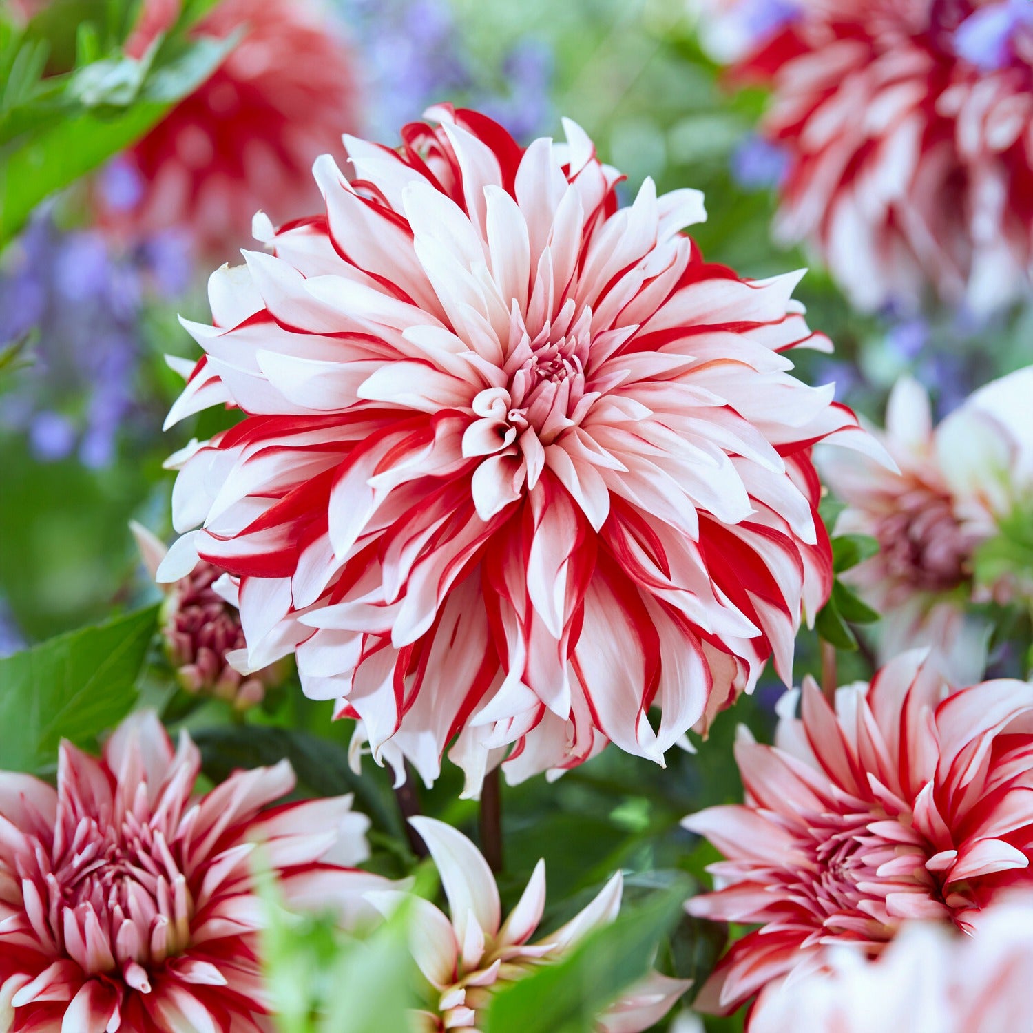 Bakker Dahlia Santa Claus bulbe décoratif rouge-blanc x3