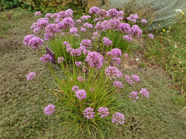 Passion Vivaces ALLIUM Summer Beauty plante vivace fleur rose globuleuse