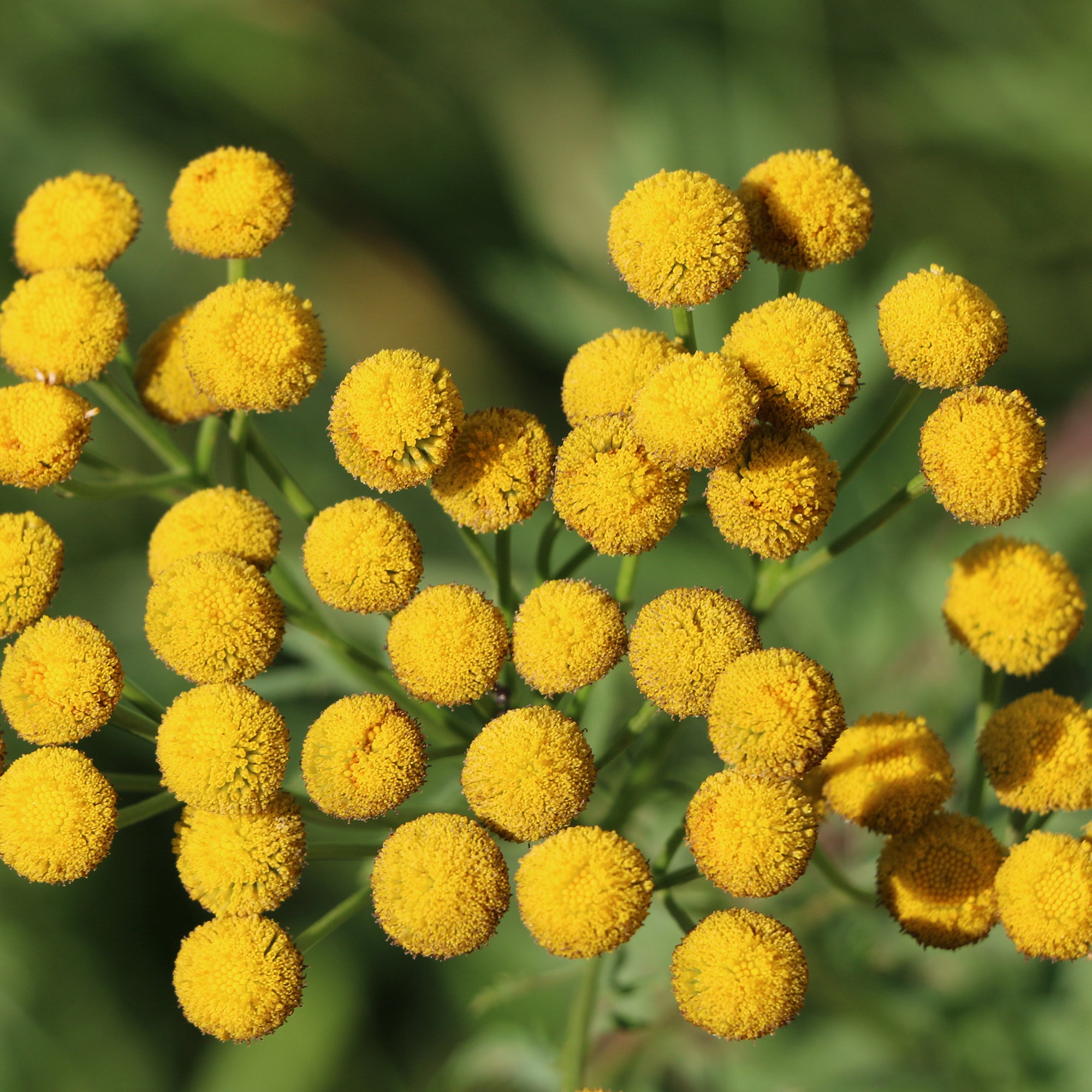 Bakker Plantes vivaces Tanaisie commune plante vivace pot 9cm fleurs jaunes