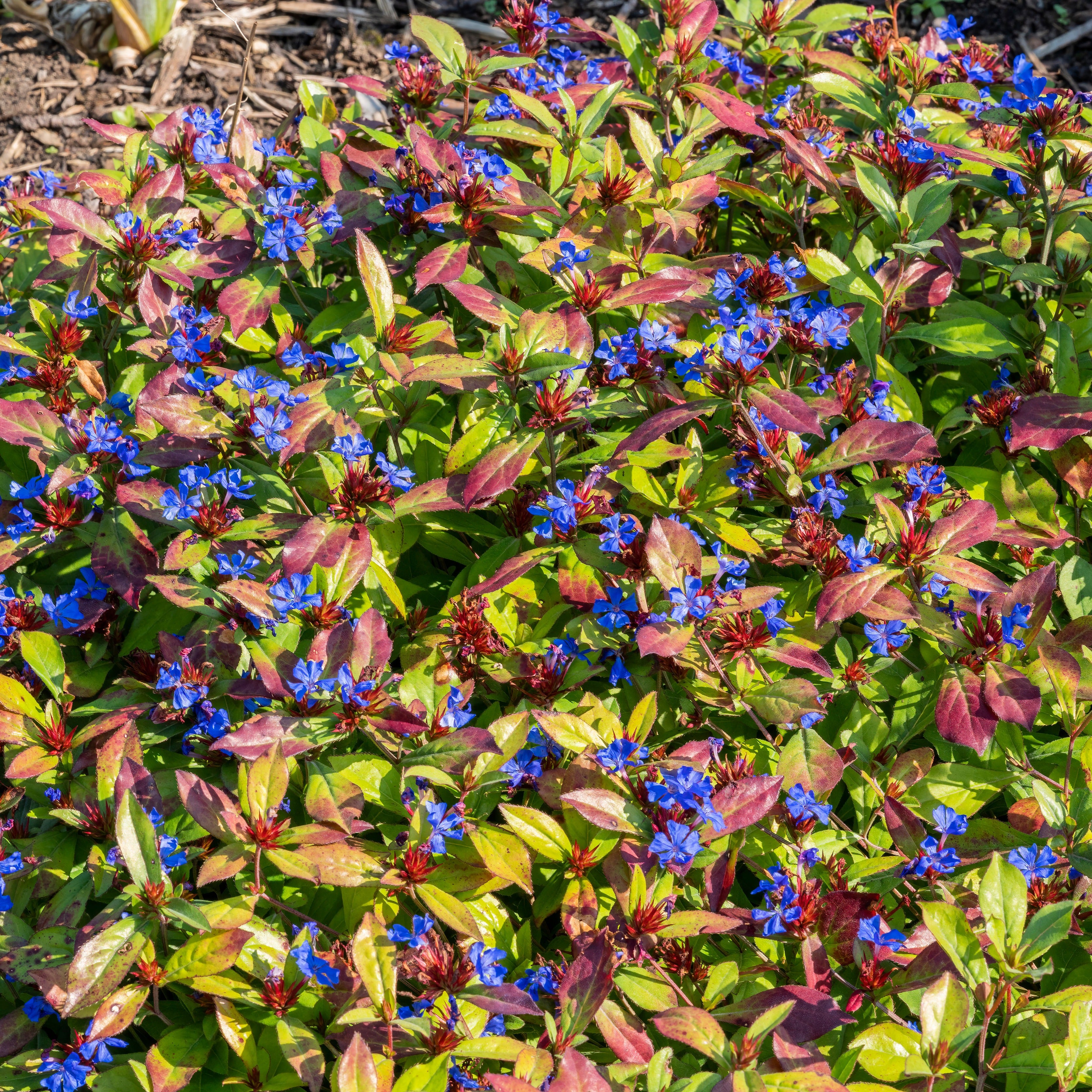 Bakker Vivaces Dentelaire bleue couvre-sol 2 pots Ø9cm bleue