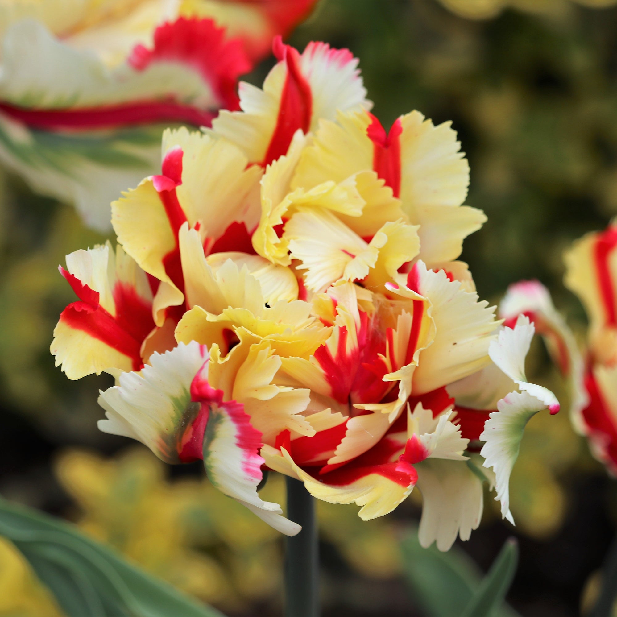 Bakker Flaming Parrot tulipe perroquet 7 bulbes rouge jaune
