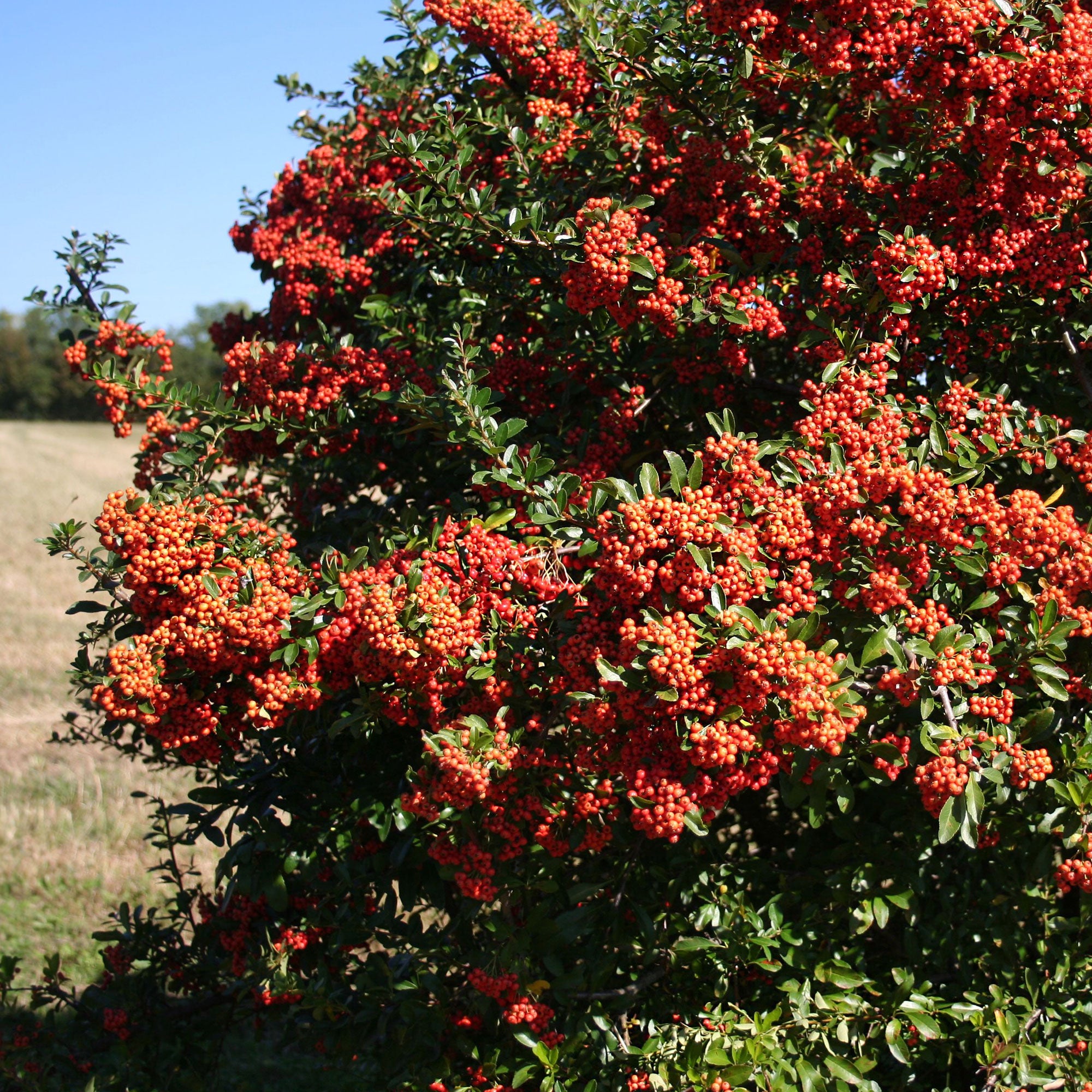 Bakker Pyracantha Saphyr Rouge buisson ardent lot 3 pots 9cm haie