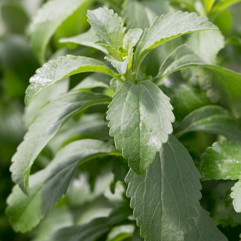 Bakker Stevia herbe à sucre graines 20 graines