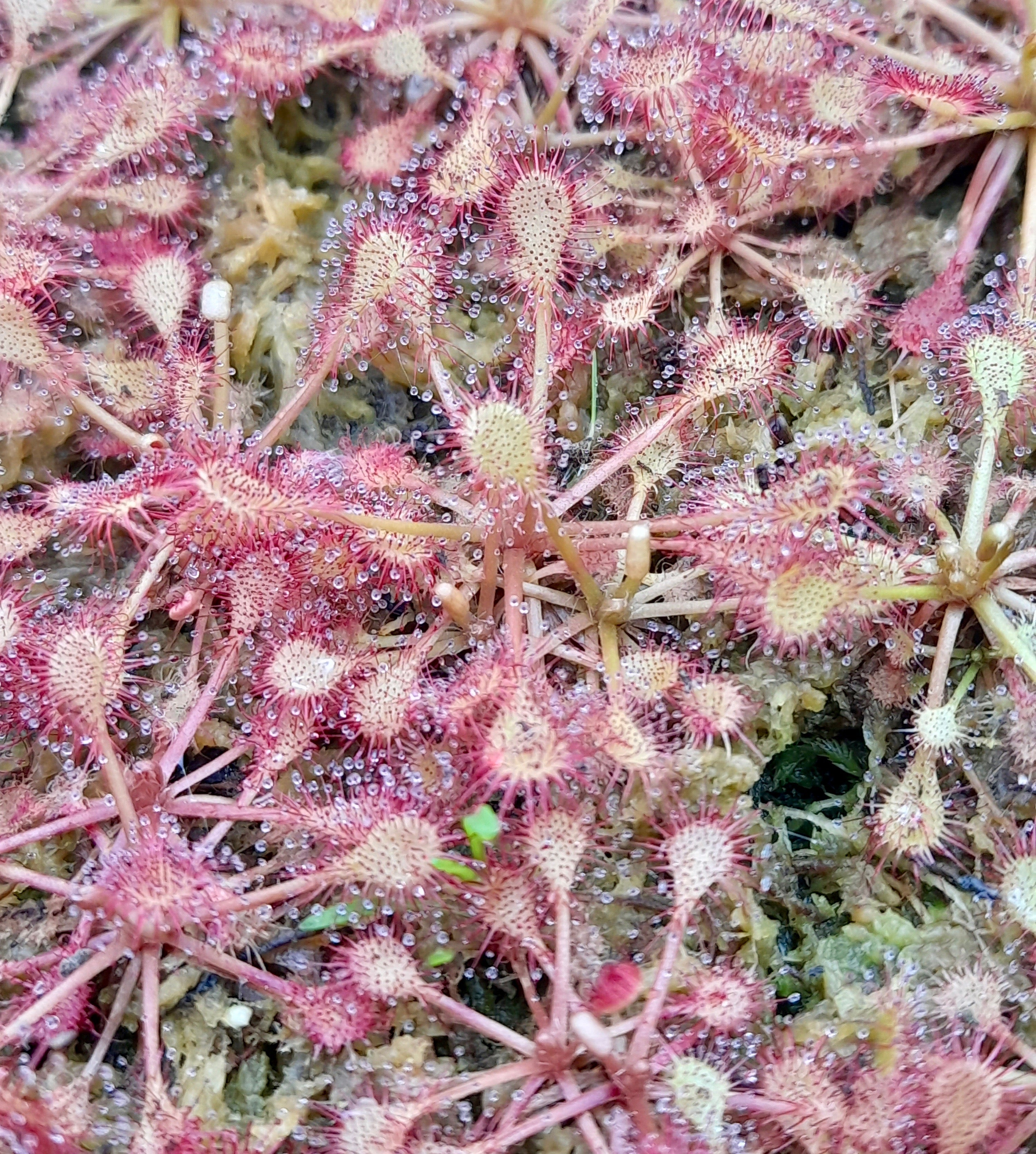 Carniflore Drosera capillaris x intermedia plante carnivore pot 9 cm