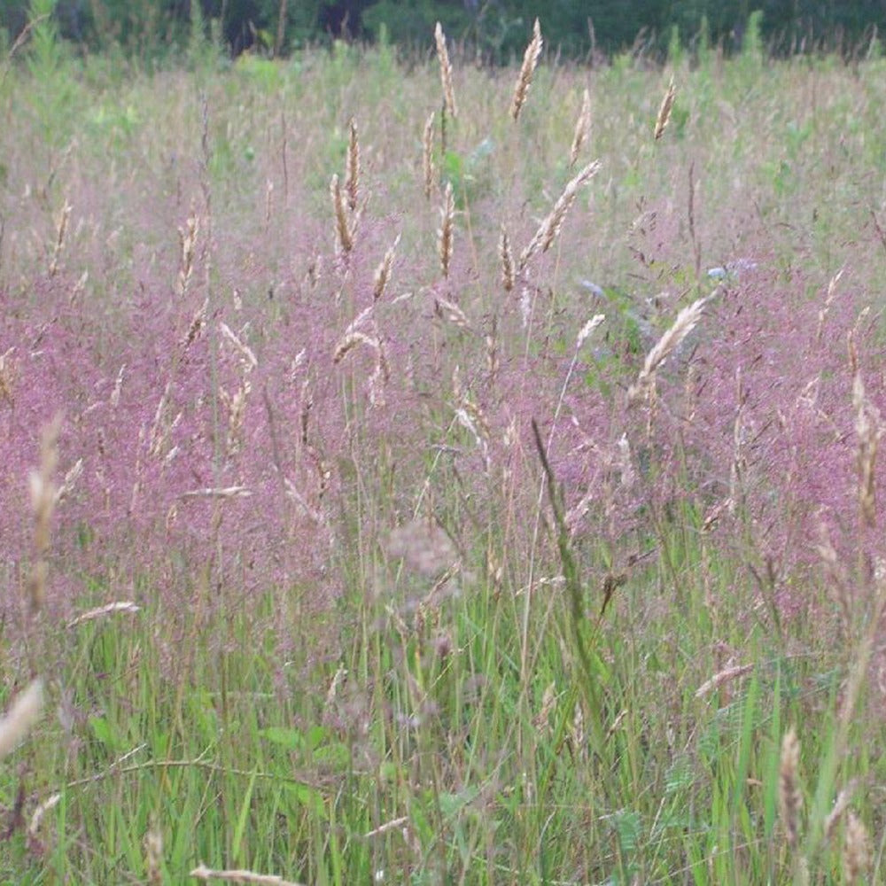 Bakker Herbe d'amour Eragrostis spectabilis godet Ø9cm rose