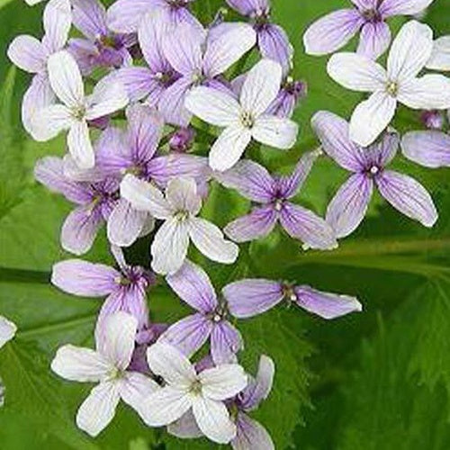Bakker Lunaire vivace plante pot 9cm violet