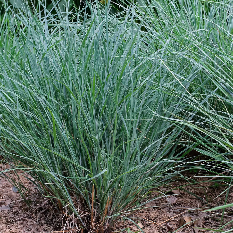 Bakker Andropogon Prairie Blues graminée bleue pot 9 cm