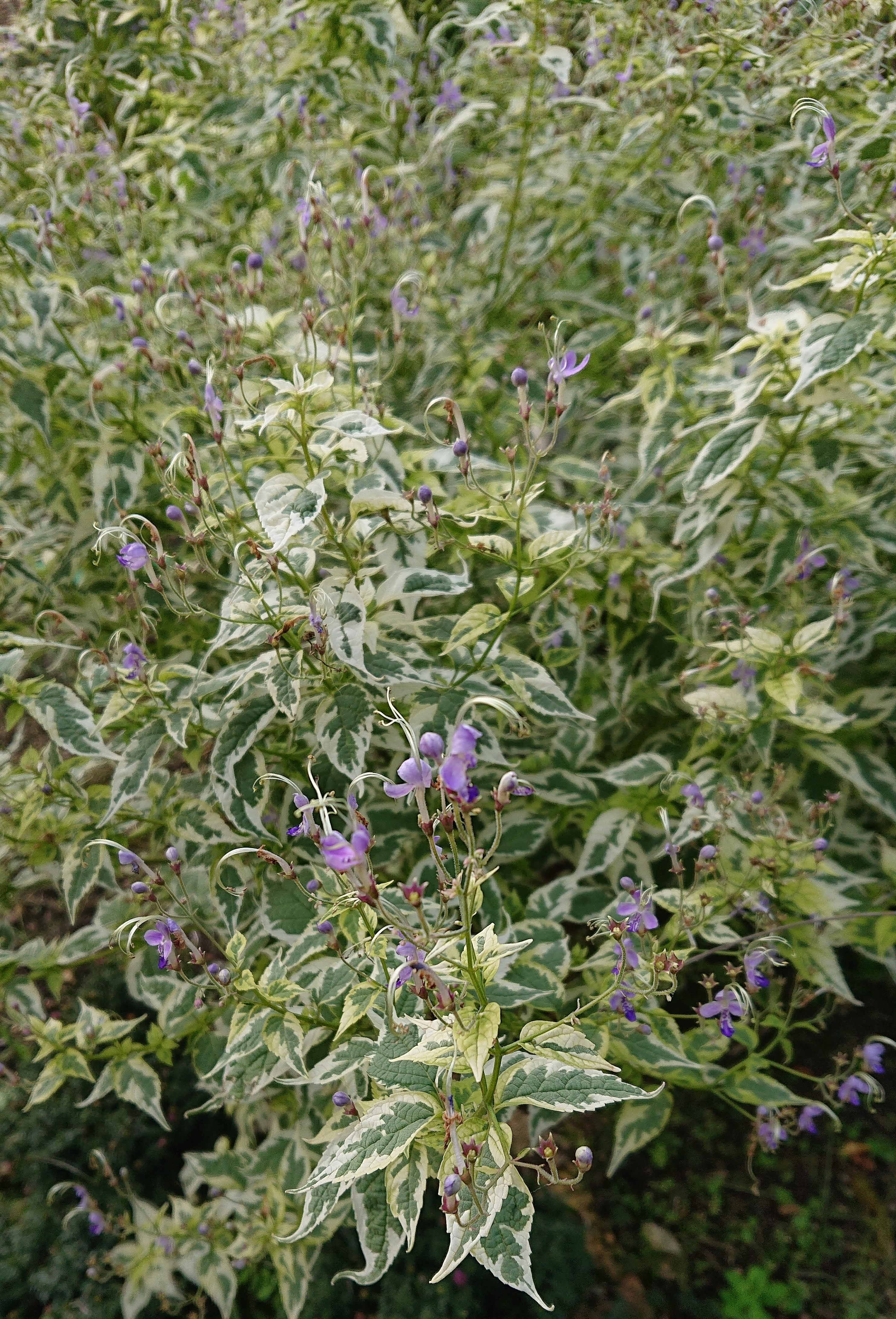Passion Vivaces Caryopteris Snow Fairy plante pot 1L panaché bleu