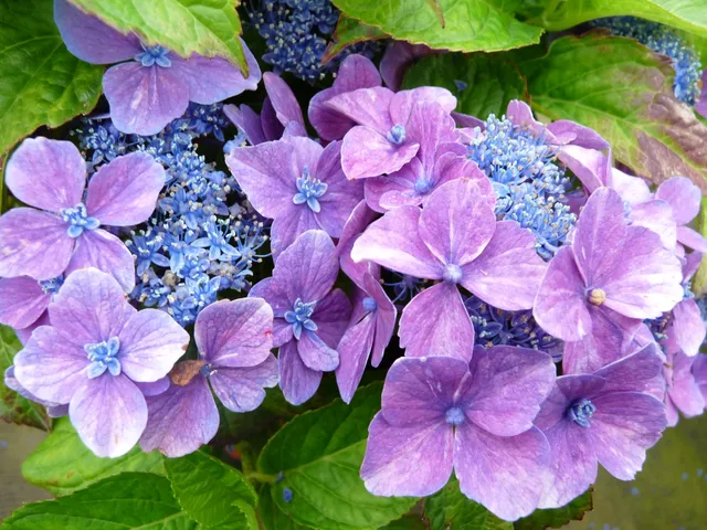 Les Hortensias du Haut Bois Reclo hortensia fleurs plates