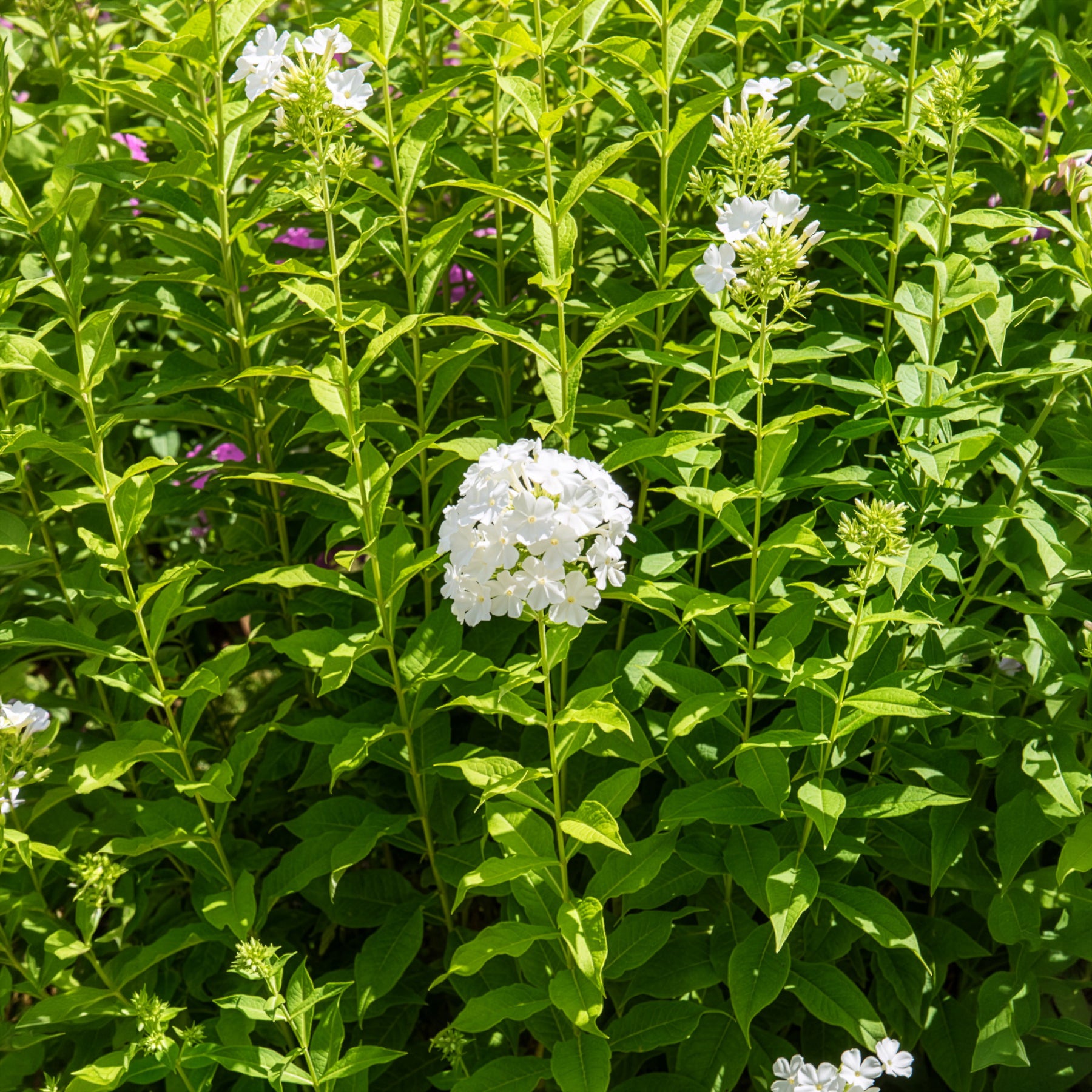 Bakker Phlox paniculé Fujiyama vivace blanche pot 9cm