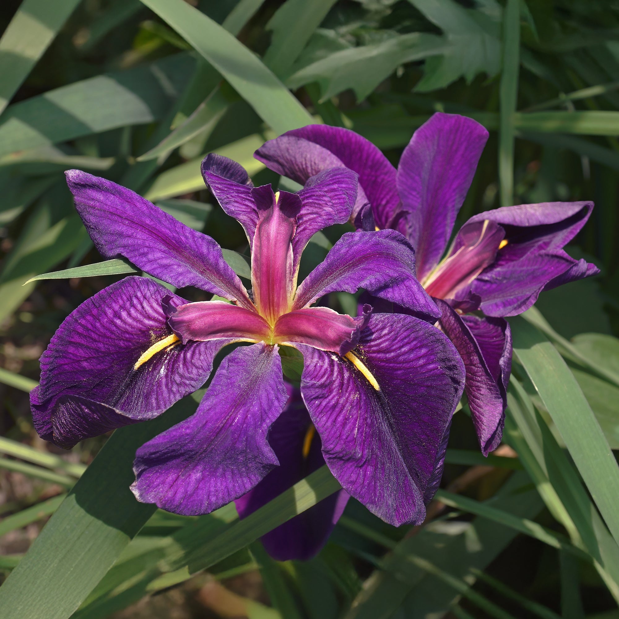 Bakker Iris Black Gamecock iris de bassin pot 9cm violet noir