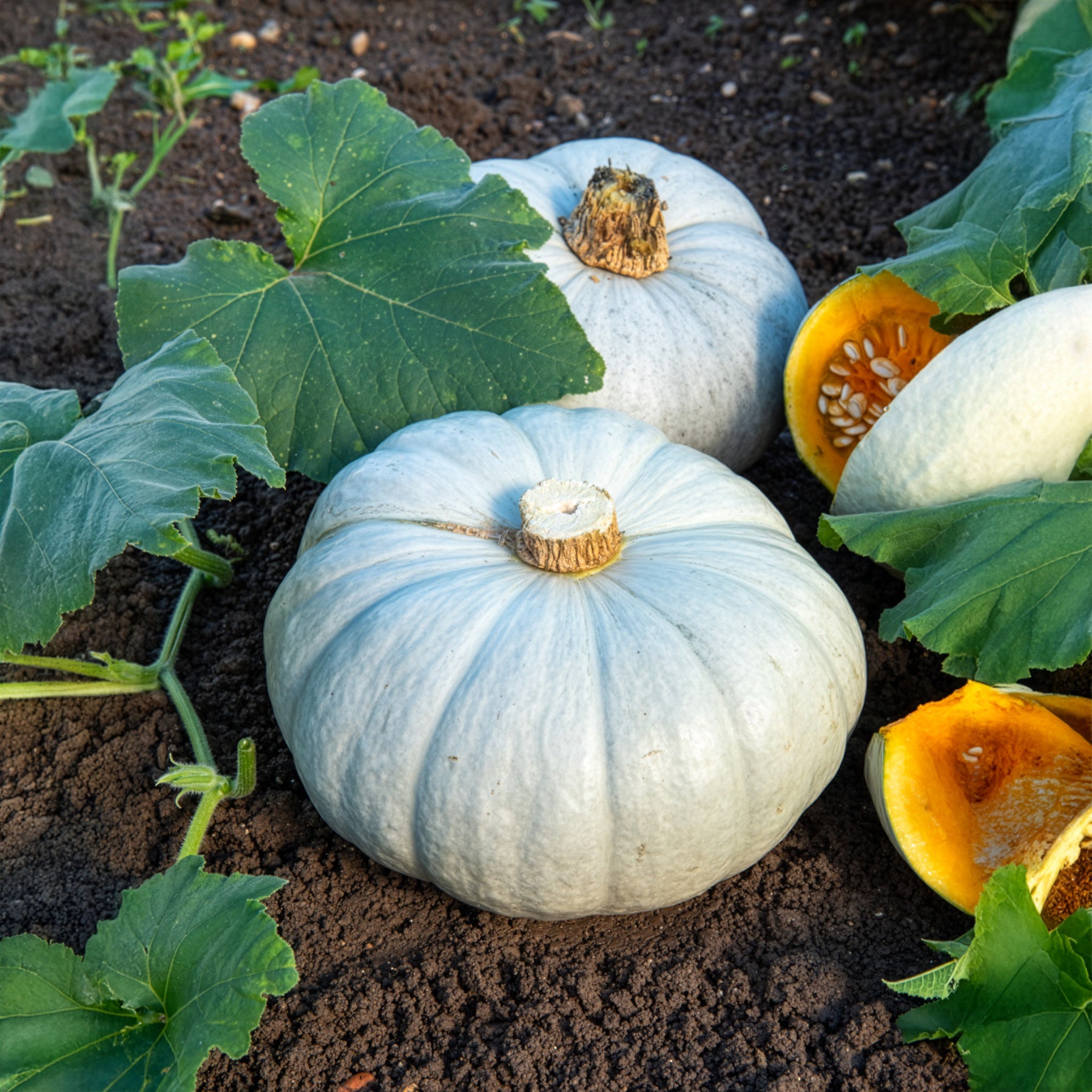 Bakker Potager Potiron bleu de Hongrie sachet chair sucrée