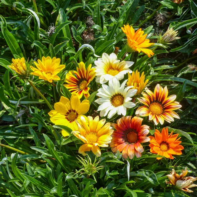 Bakker Sunshine gazania sachet 0.3g fleur mélange soleil