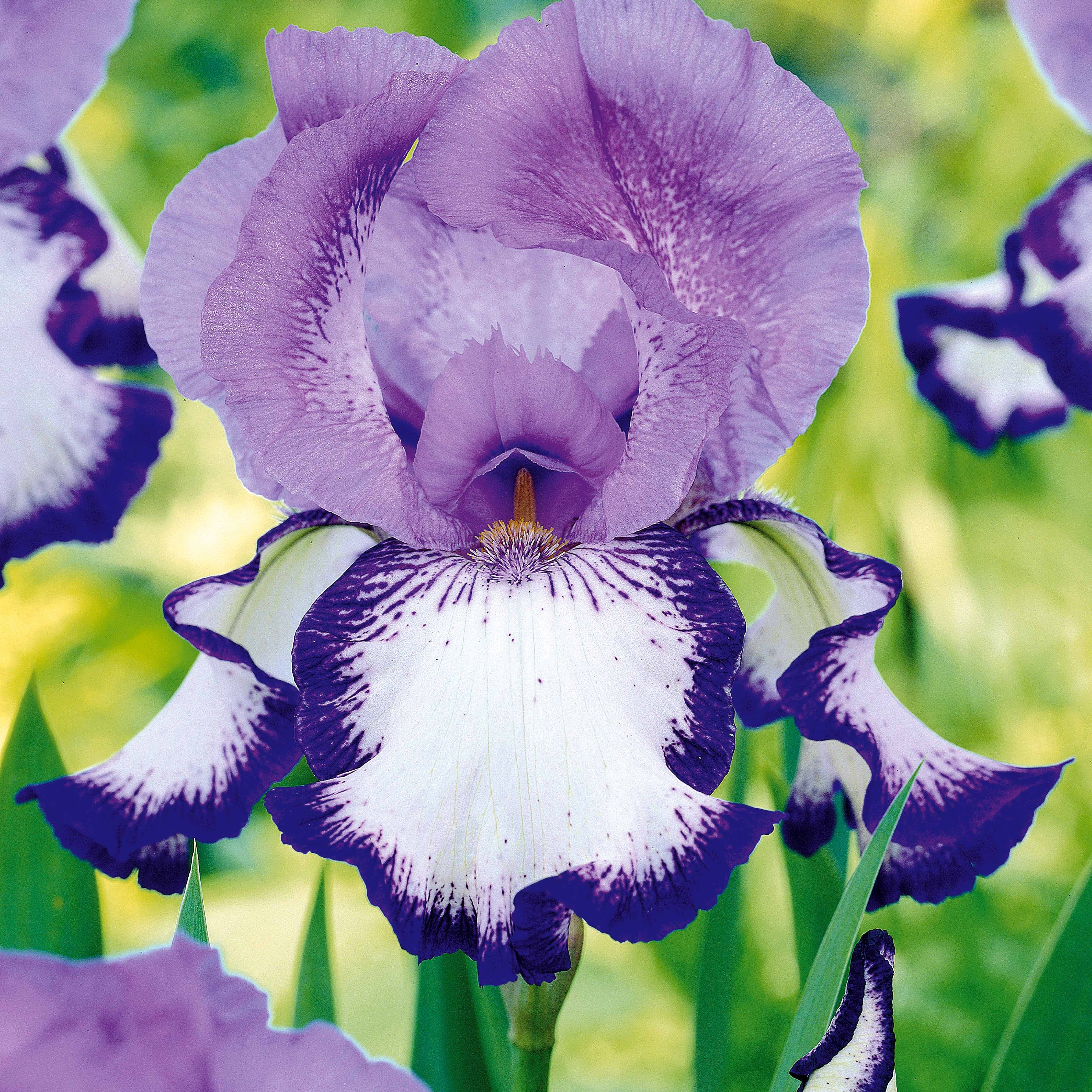 Bakker Iris jardin Lasso Bordure Sangreal 6 racines nues mélange