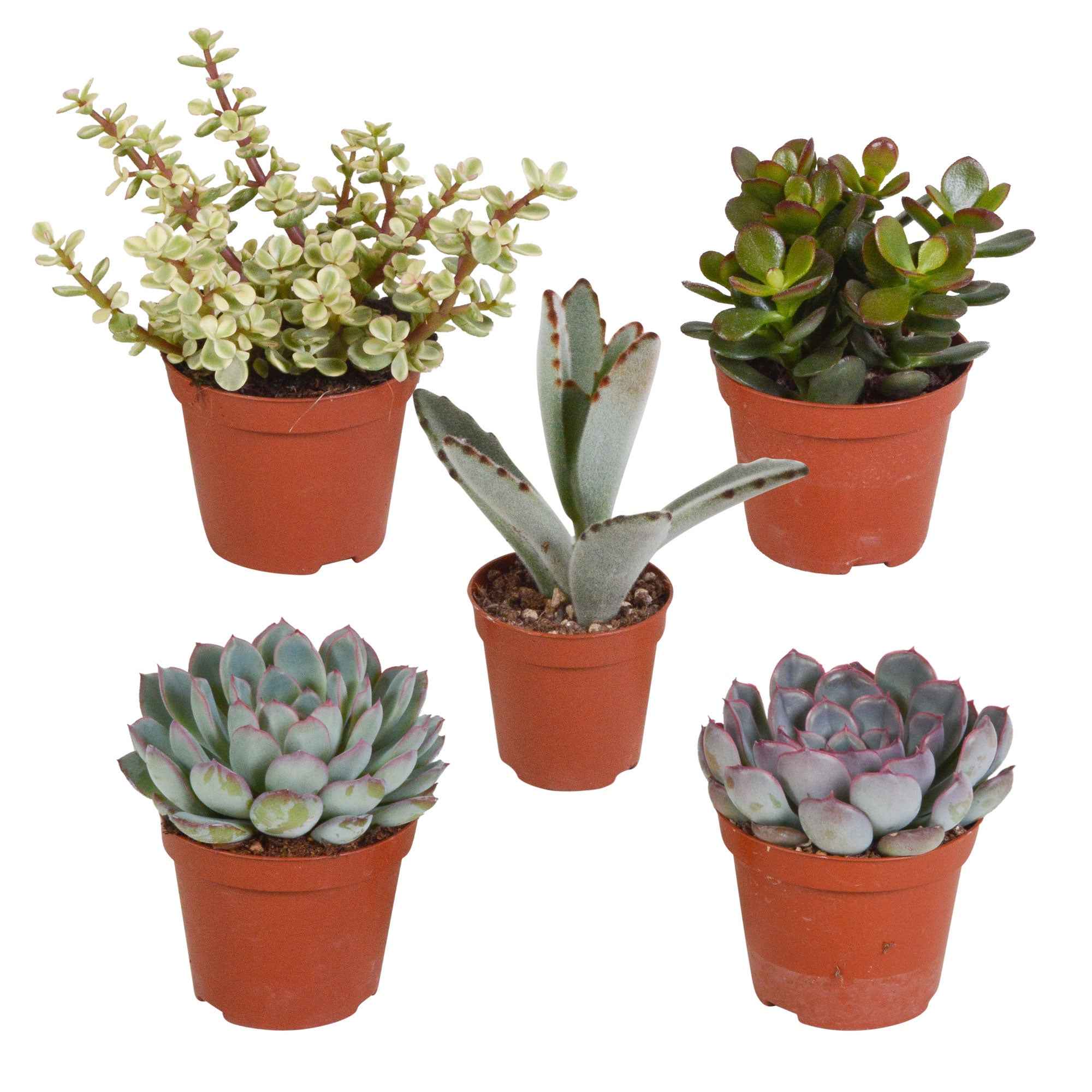 Bakker Collection 5 Succulentes plante grasse 5 pots 5,5 cm