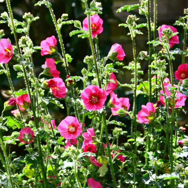 Bakker El Rayo mauve du Cap arbuste pot 2L rose 20-30cm