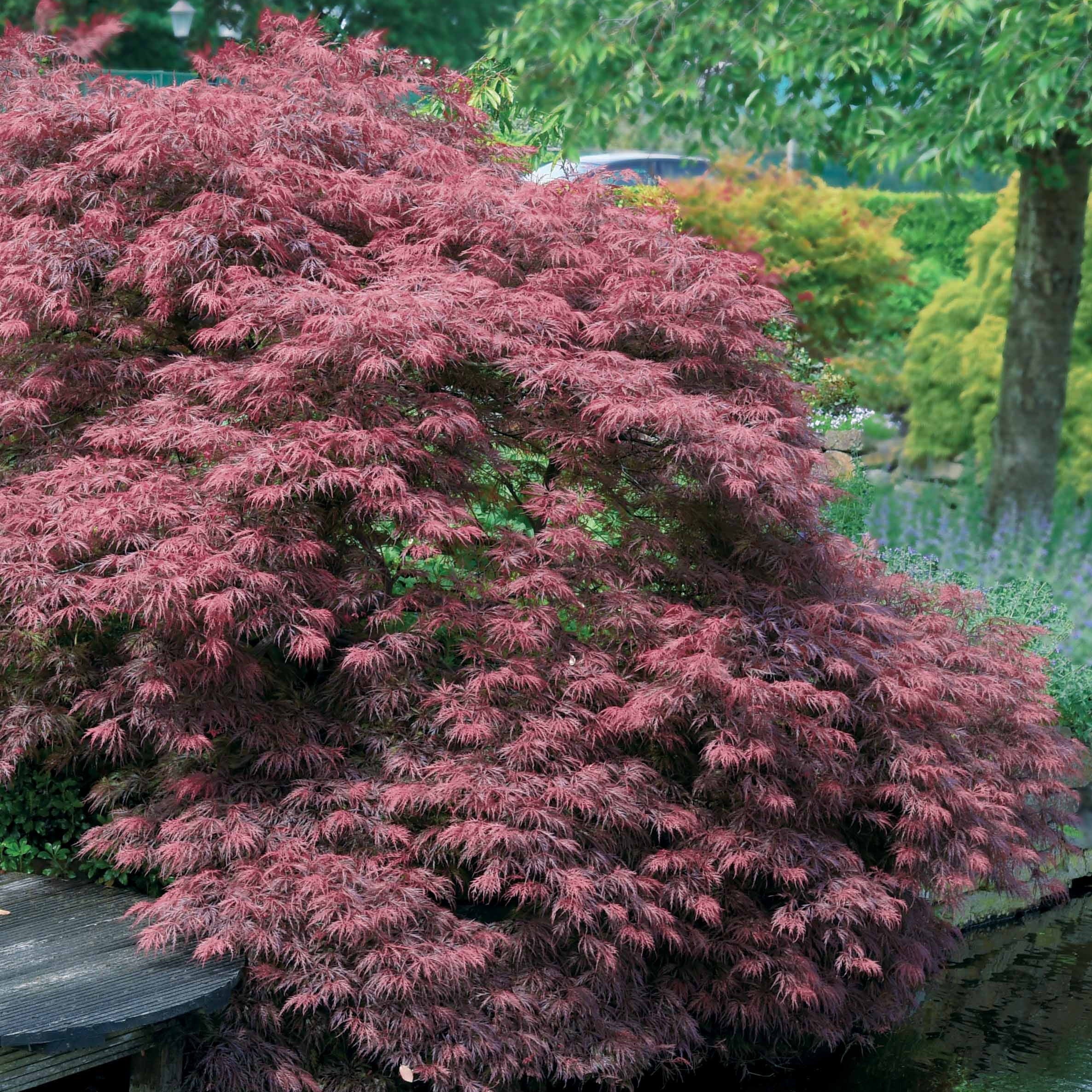 Bakker Érable Japon Dissectum Garnet pot 1,5L 20cm