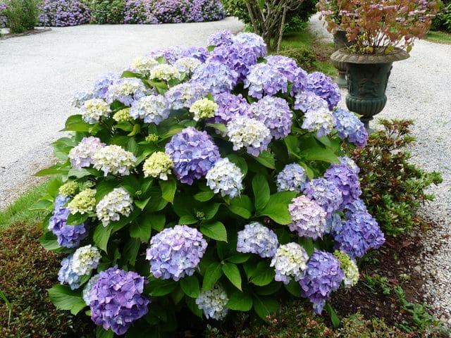 Les Hortensias du Haut Bois Souvenir Mme Chautard hortensia boule