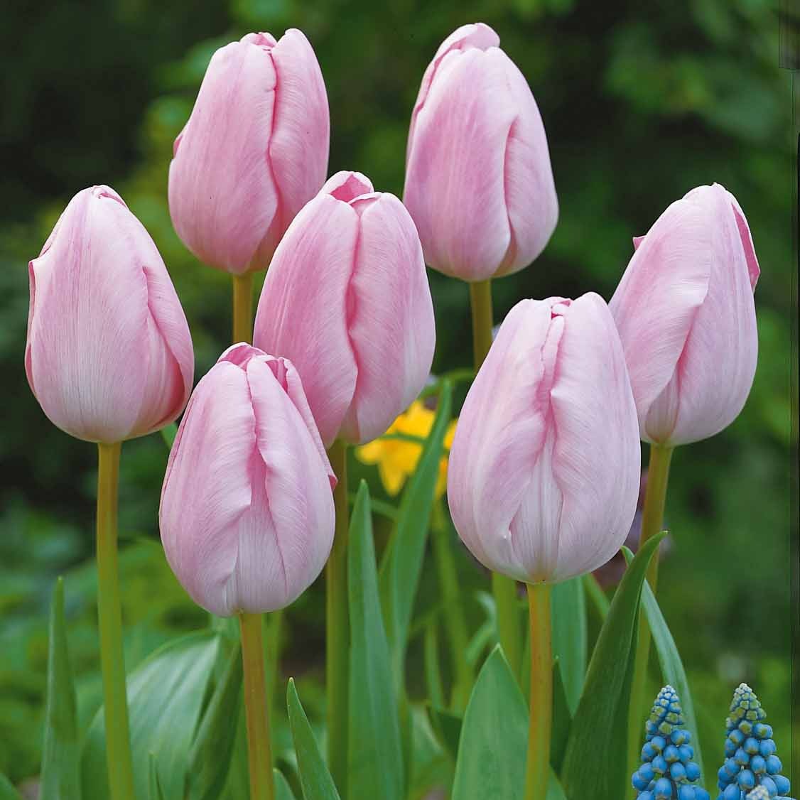 Bakker Collection 20 Tulipes longues tiges bulbe mélange