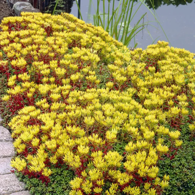 Bakker Plantes vivaces Sedum Oregon orpin pot 9cm jaune