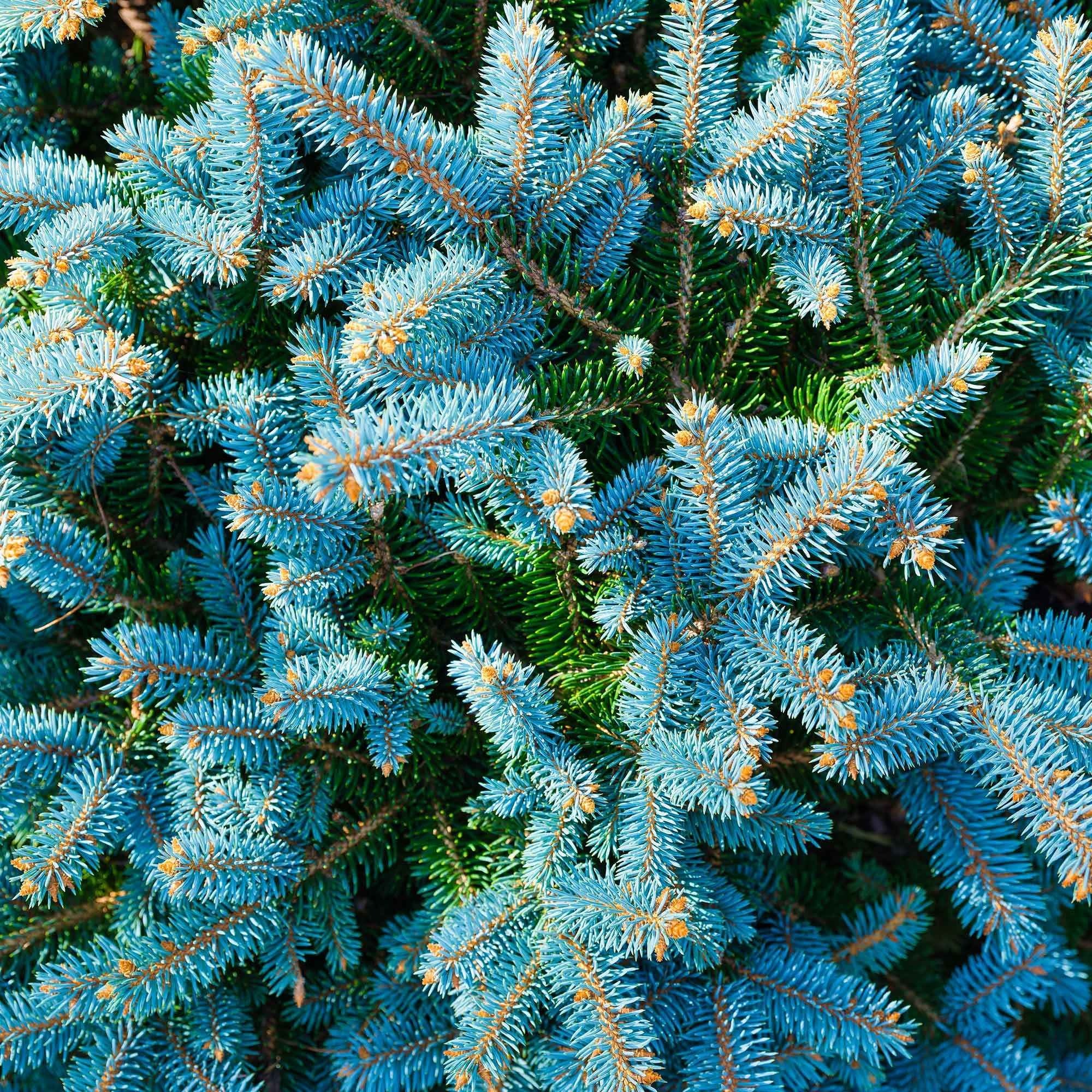 Bakker Sapin bleu Sélection conifère pot 2L 30-40cm