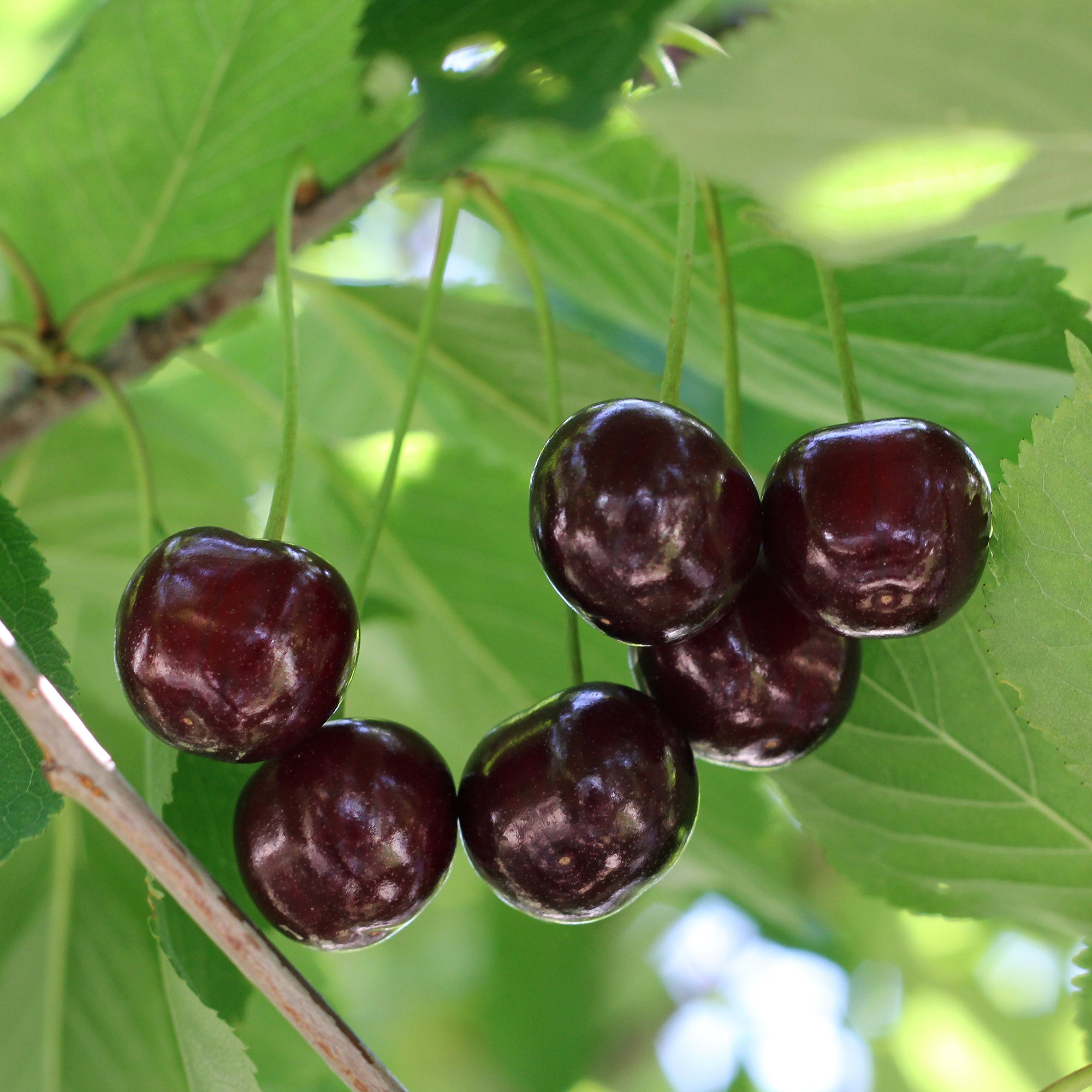 Bakker Cerisier Bigarreau Noire fruitier pot 5L cerise noire