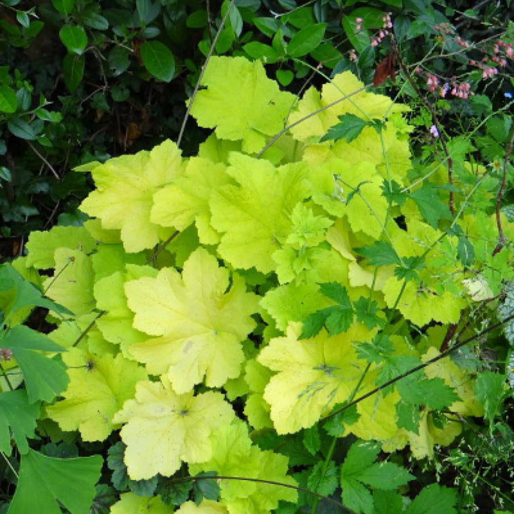 Bakker Heuchère Citronelle vivace jaune pot 8cm