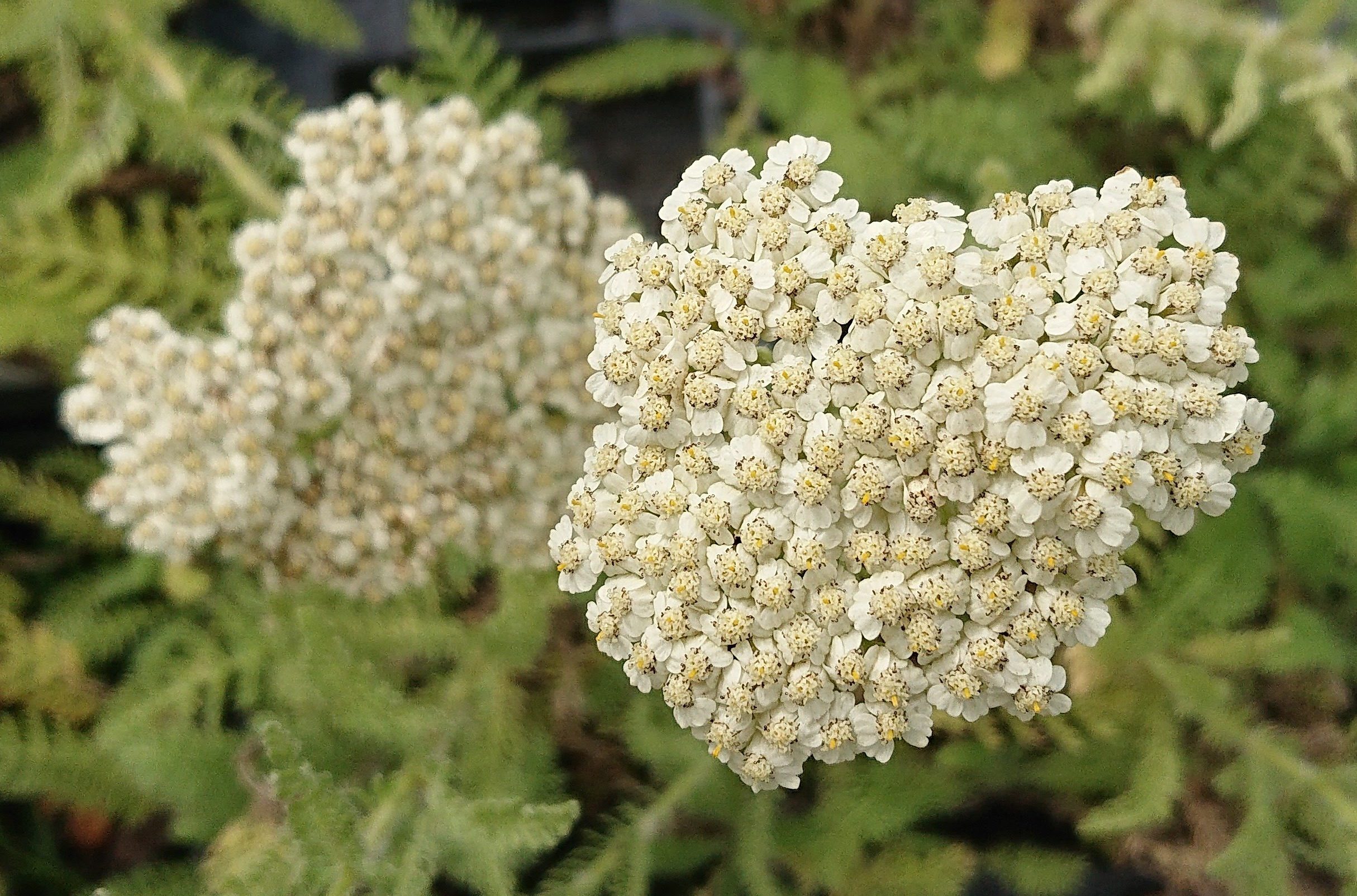 Passion Vivaces Achillea Odorata achillée plante vivace pépinière