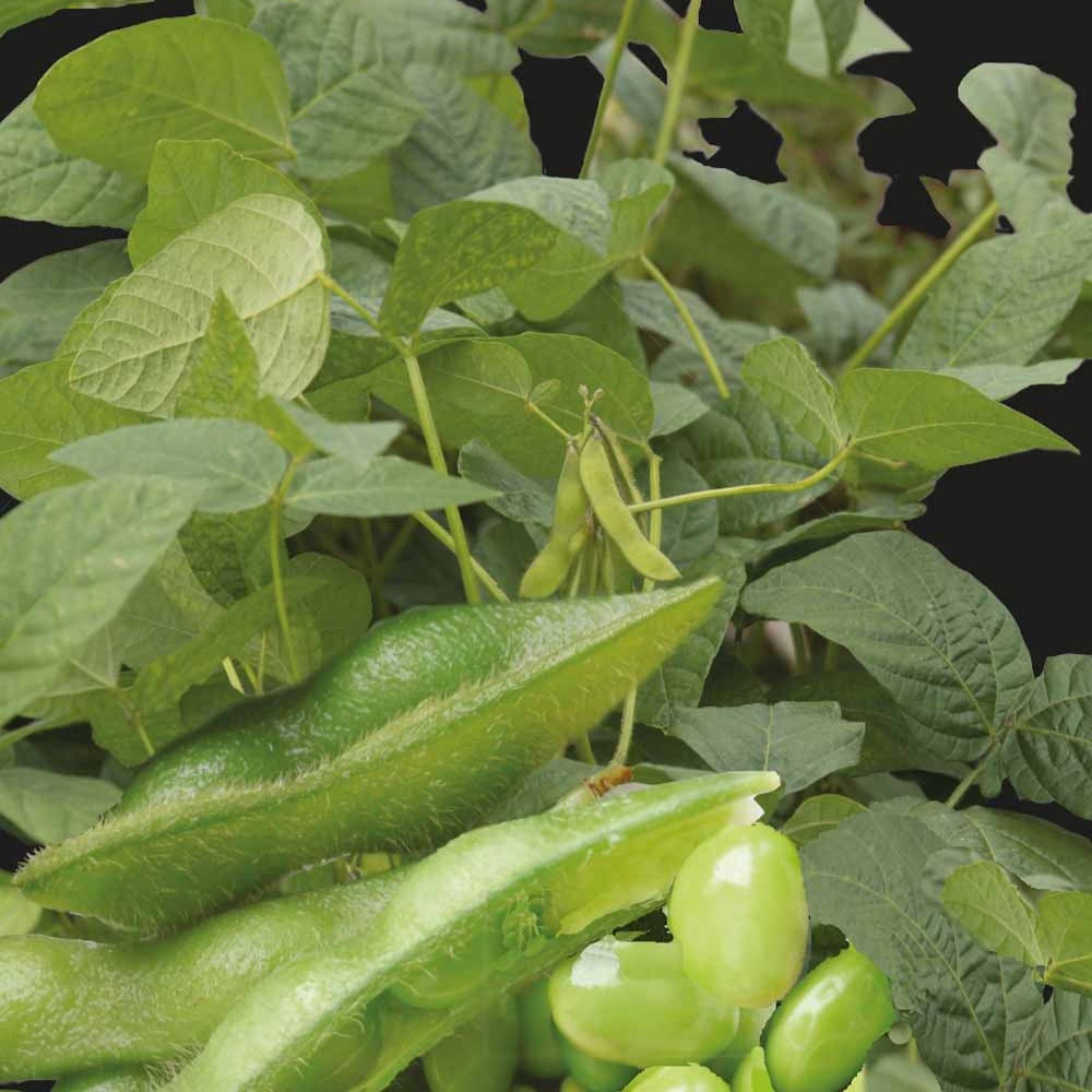 Bakker Potager Soja Fiskeby V edamame graines sachet 15g