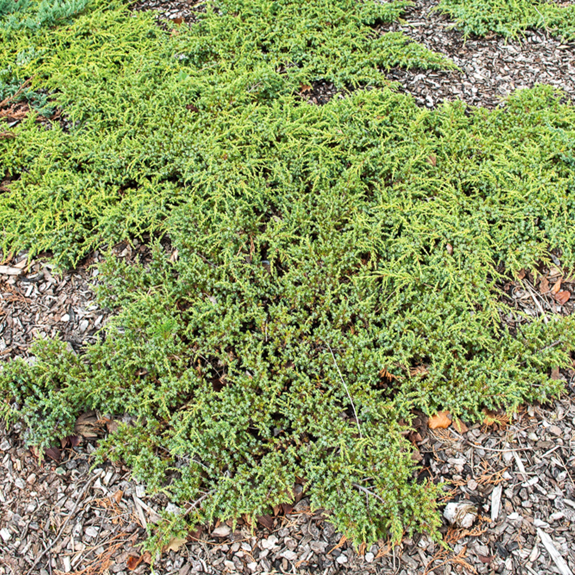 Bakker Genévrier Green Carpet couvre-sol 2L 25-30cm persistant