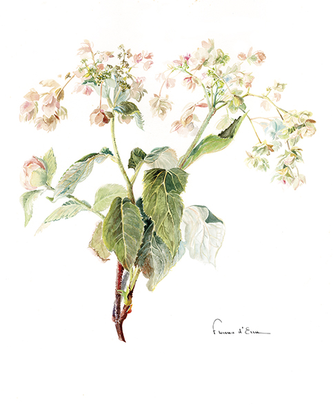 10 cartes postales botaniques A6 jardins fleurs