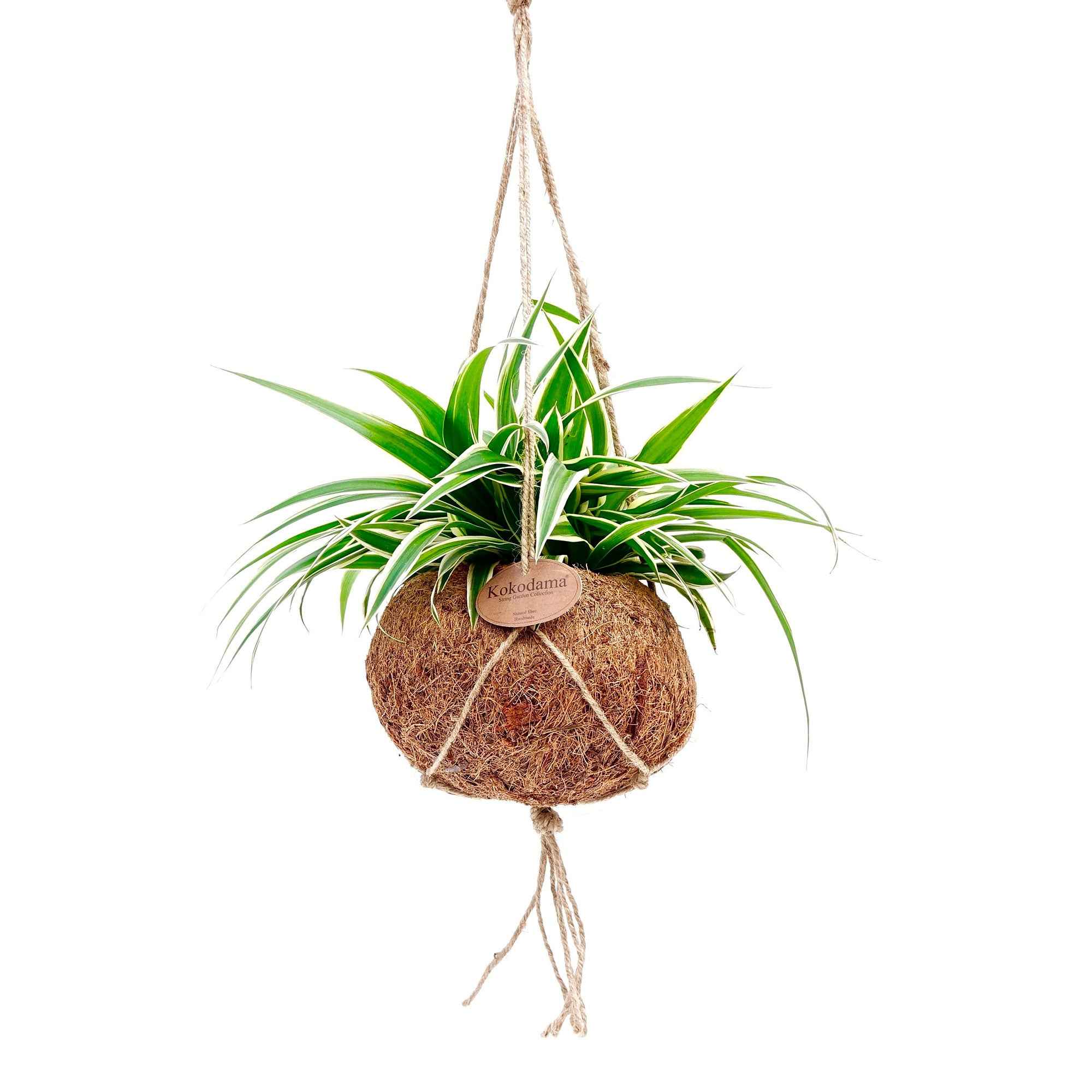 Bakker Chlorophytum pot coco plante araignée 20-30cm